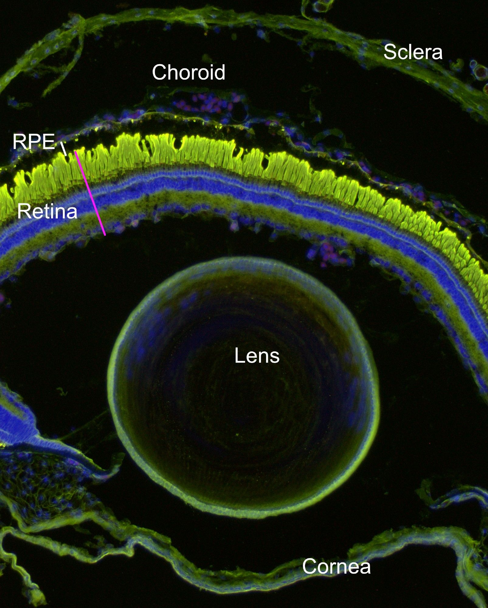 This is an image of a whole sectioned frog eye. It includes the sclera (white of the eye), the choroid (blood supply), the retina (neural tissue that senses light), the lens (bends light), and the cornea (clear tissue at front of the eye).