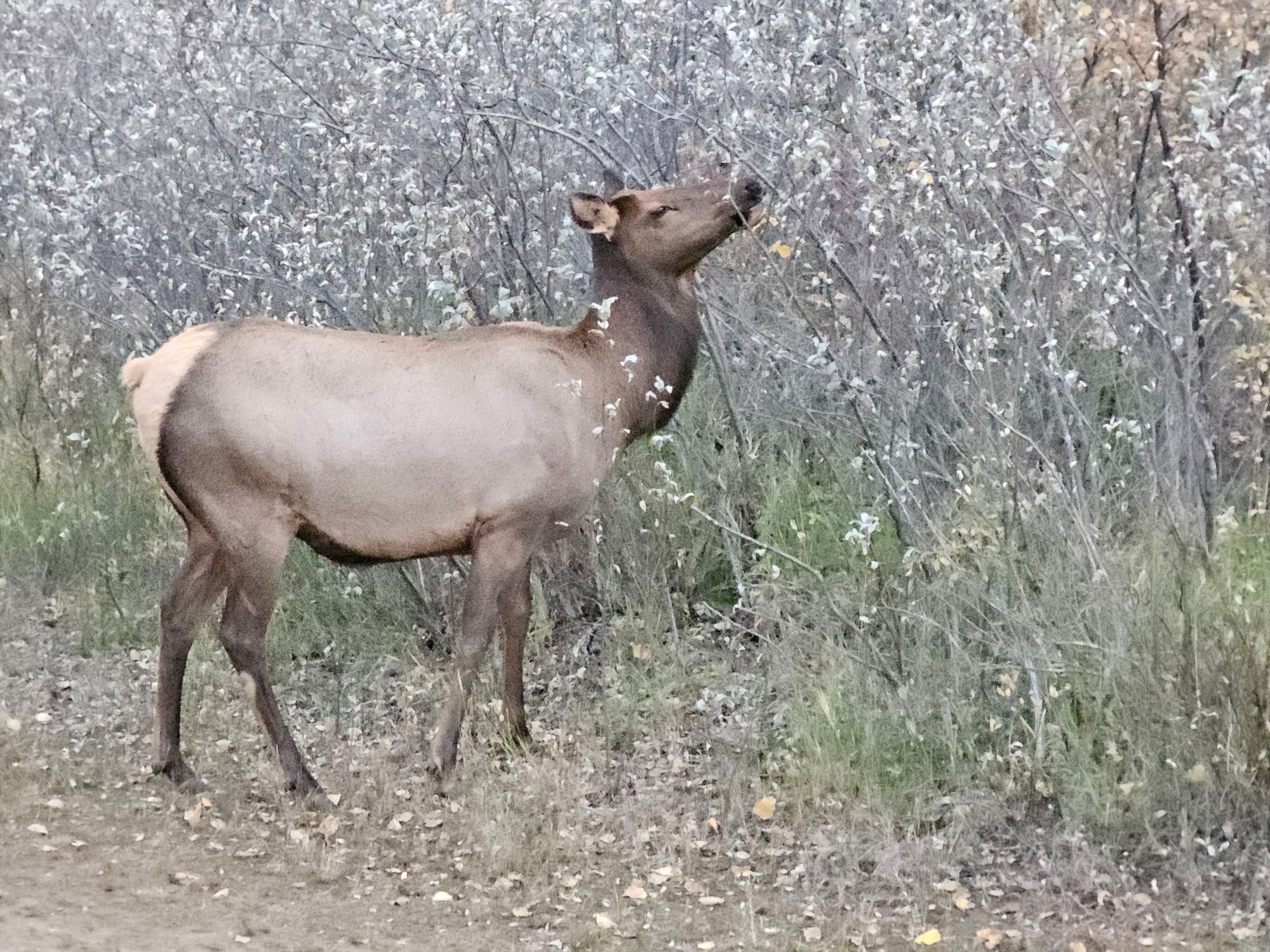 A cow elk munching on a bush with silver-grey leaves.