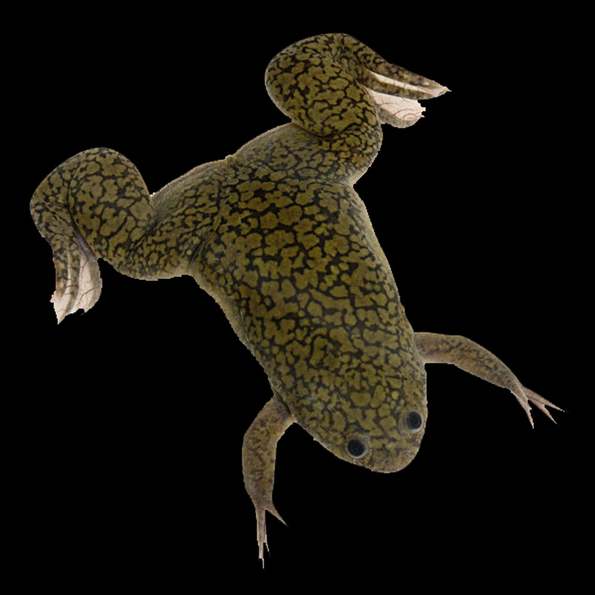 An image of a Xenopus laevis frog. They are a large, green mottled aquatic frog with fairly small eyes compared to their bodies. This is the model that I use to study vision in my lab.