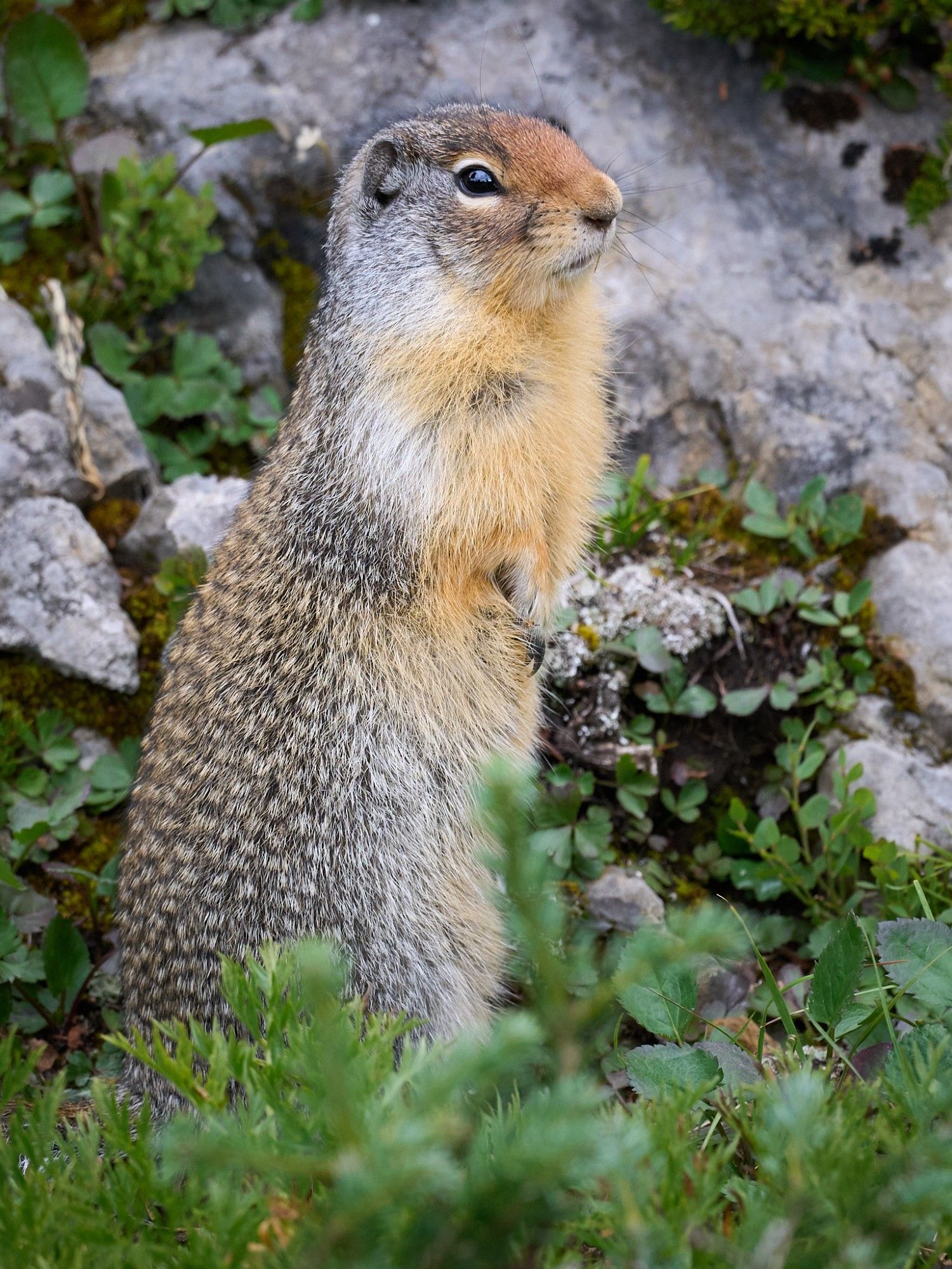 A ground squirrel is on its back legs and alert for danger. It's eyes scan to the right of the image.