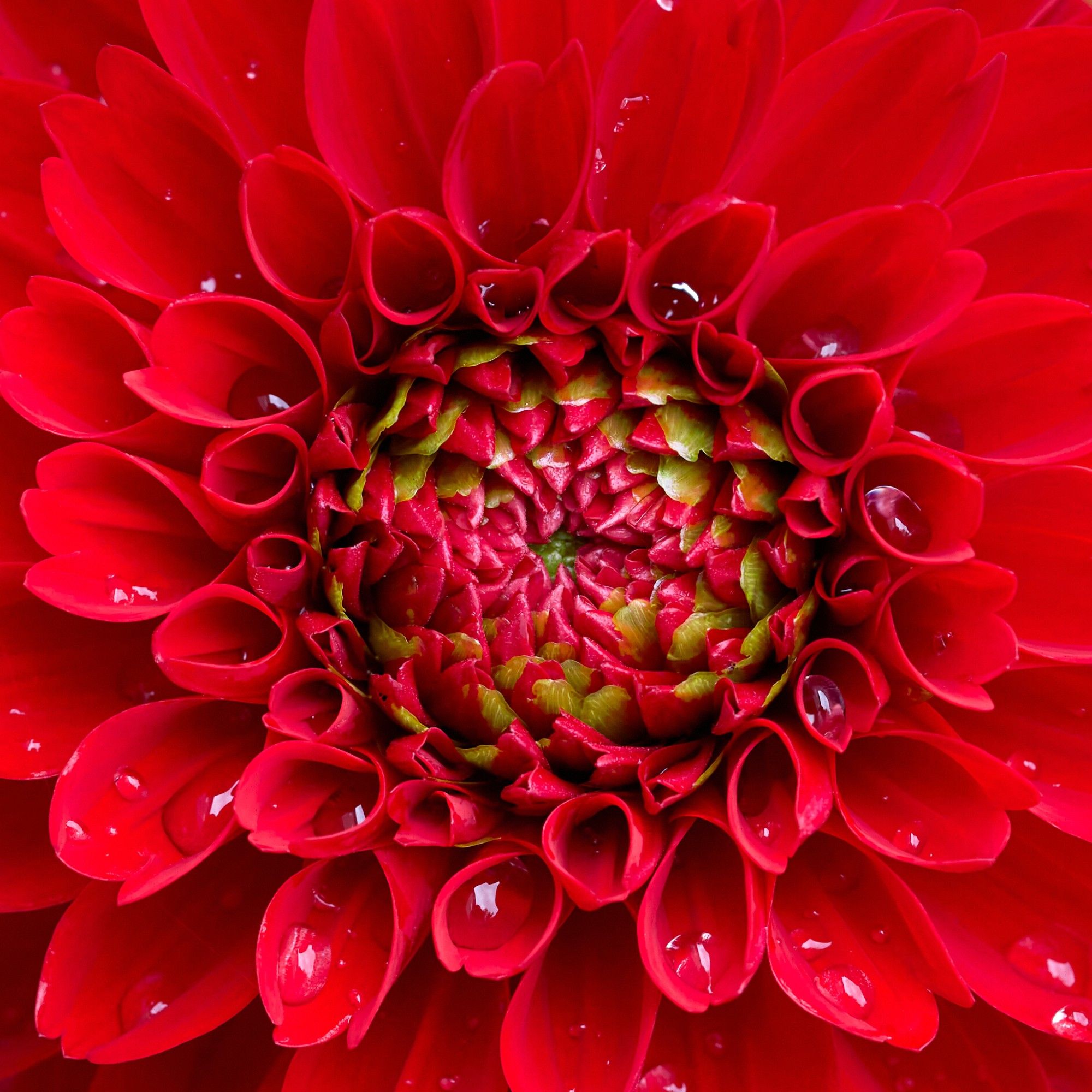 Circles of red petals move inward from the edge. In the centre the wrapping of the petals creates pools of water that reflect the sky. In the very centre fresh growth in green stands out against the stark red.