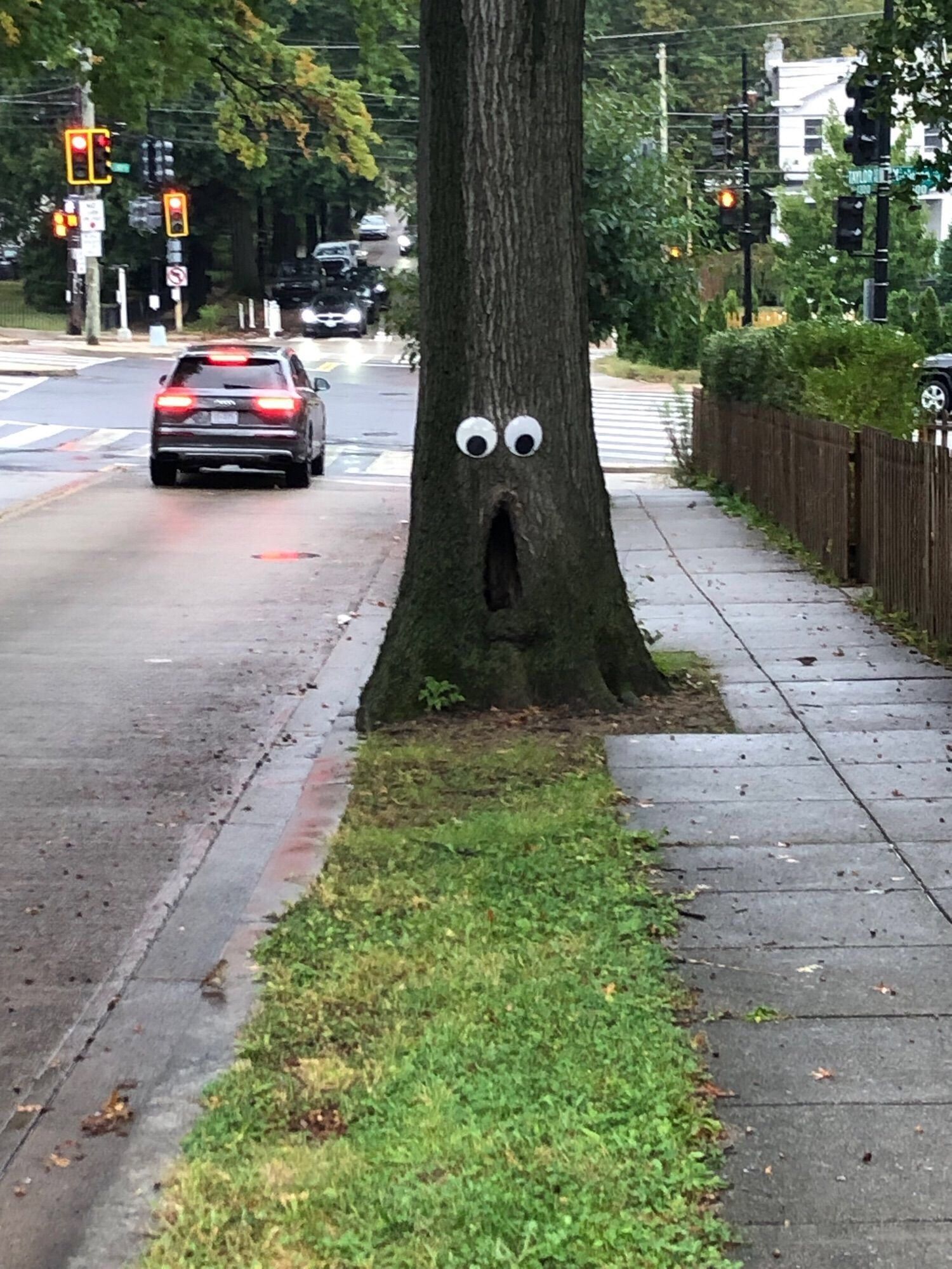 A tree with a large gap near the base, and a pair of googly eyes making the tree look quite surprised.