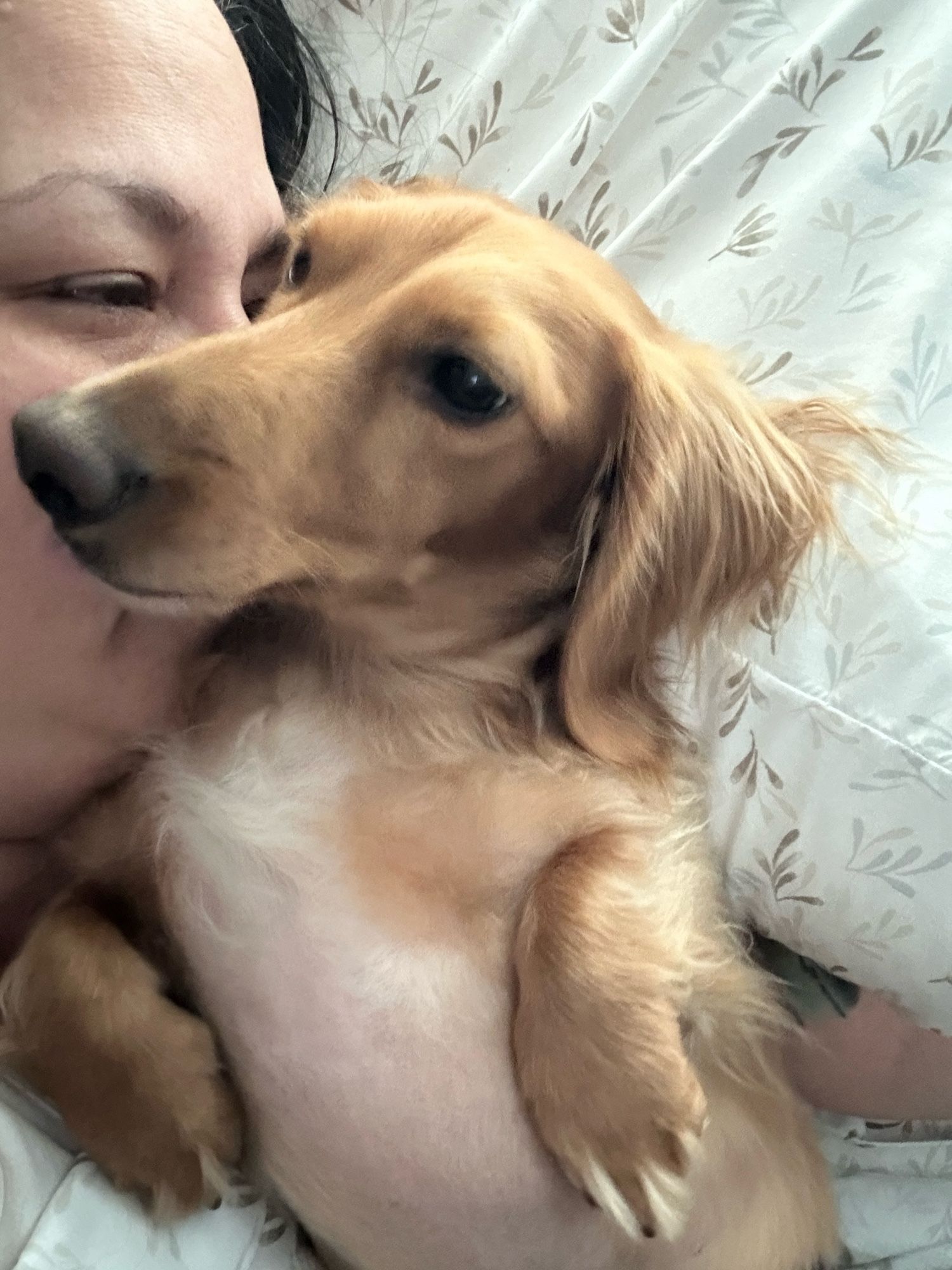 Jack has rolled over and the side of his face is apparently perfectly contoured to prevent breathing unless you really like dog fur everywhere. He looks cute as he’s doing what I like to call “rabbit peets” that are smol and tiny against his chest. He’s laying on the pillow next to me.