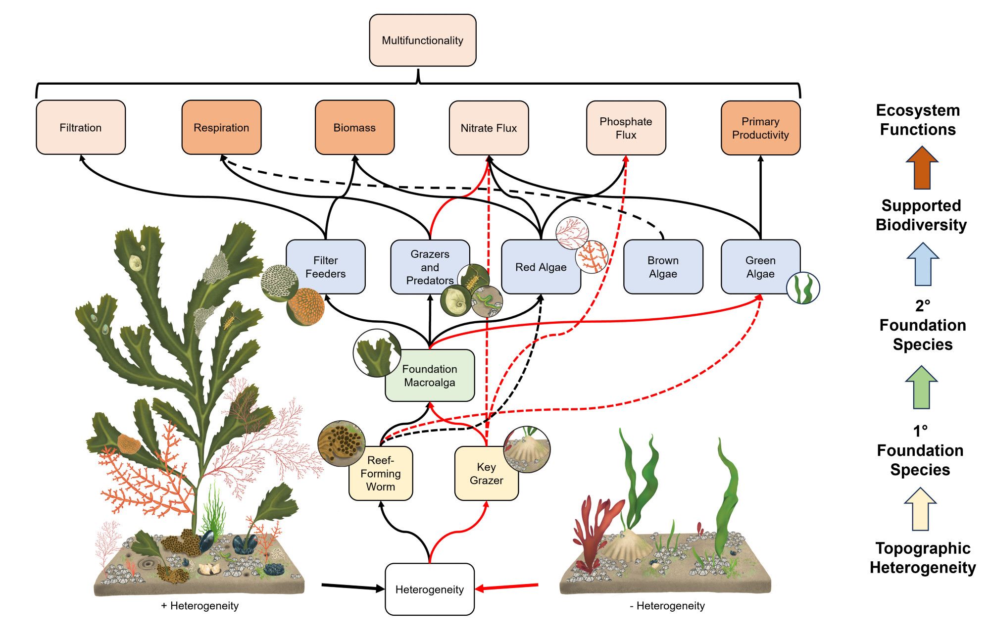 The effects of small-sale topographic complexity trigger multiple cascading interactions which influence multifunctionality