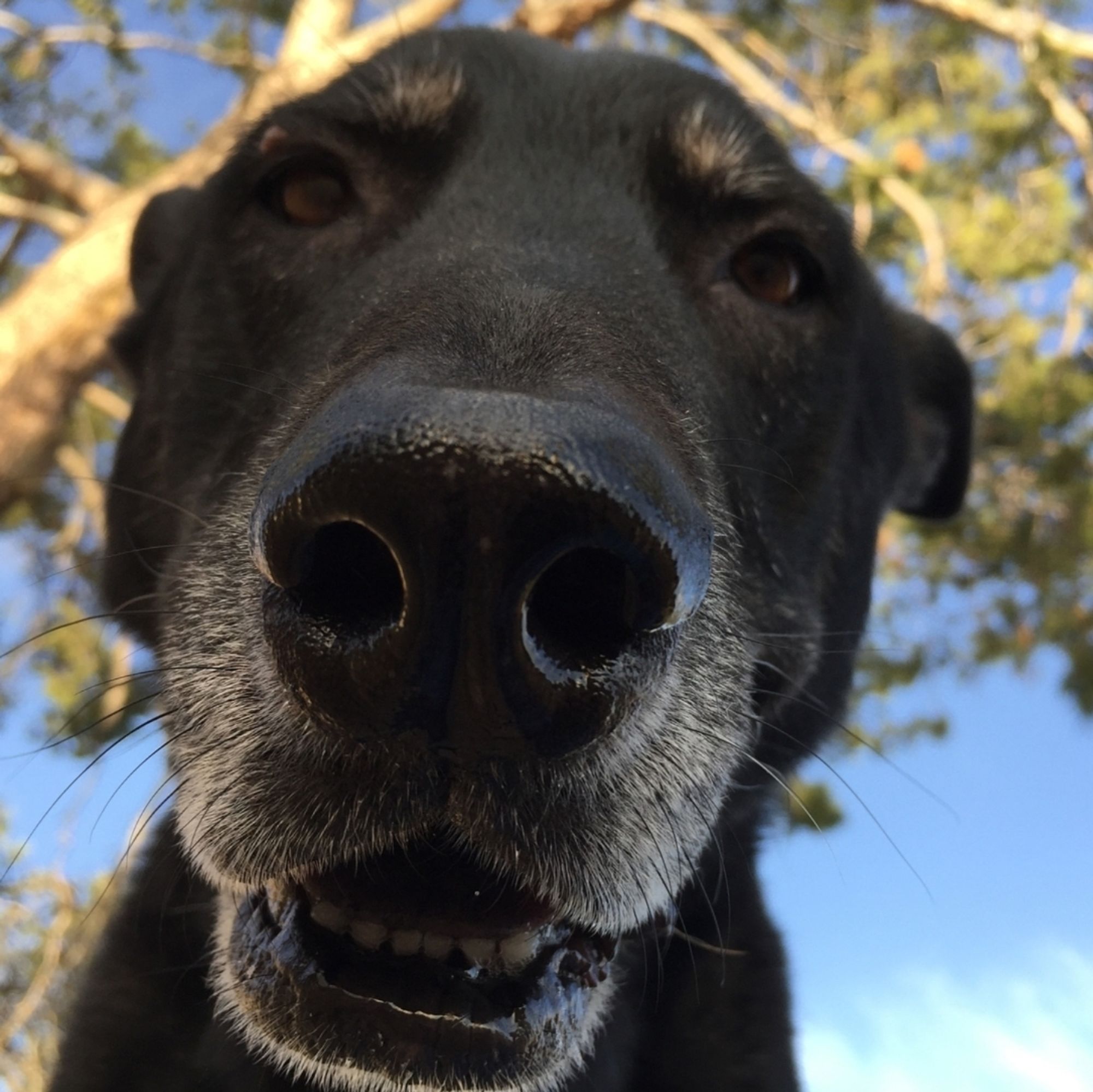 My Monkeydog leaning over me while I lay on the driveway and shoot up. He was half Rottweiler and half GSD, and usually did everything he could to avoid the camera, so this is the only shot of him like this that I ever got. It's sooc except for the square crop.