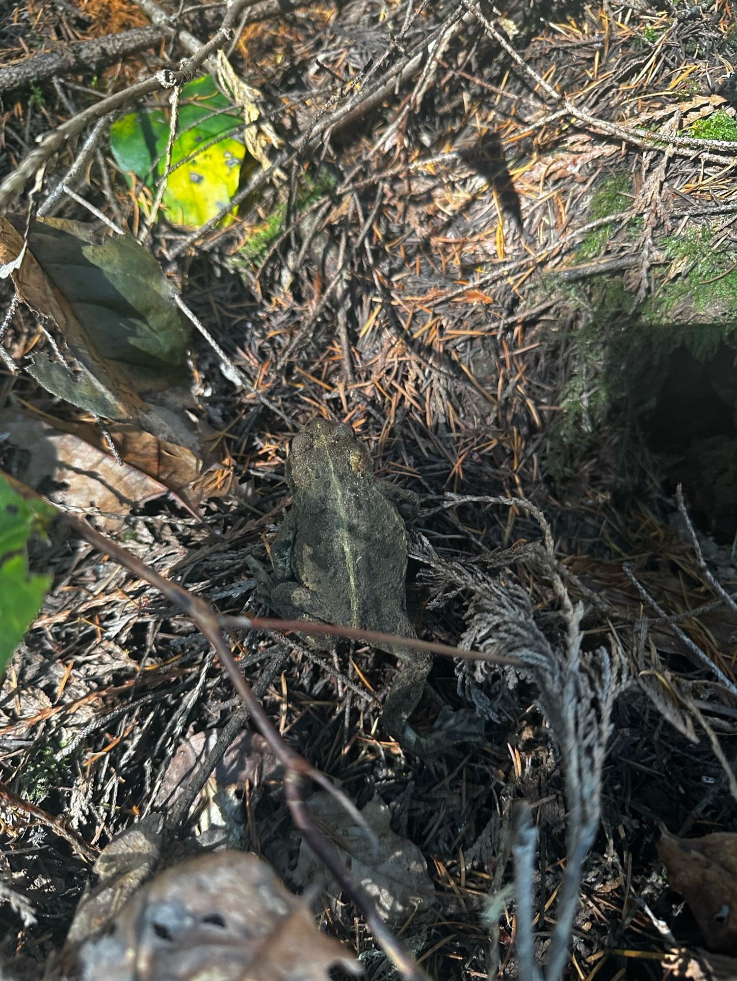 A photo of a toad in the undergrowth in a forest