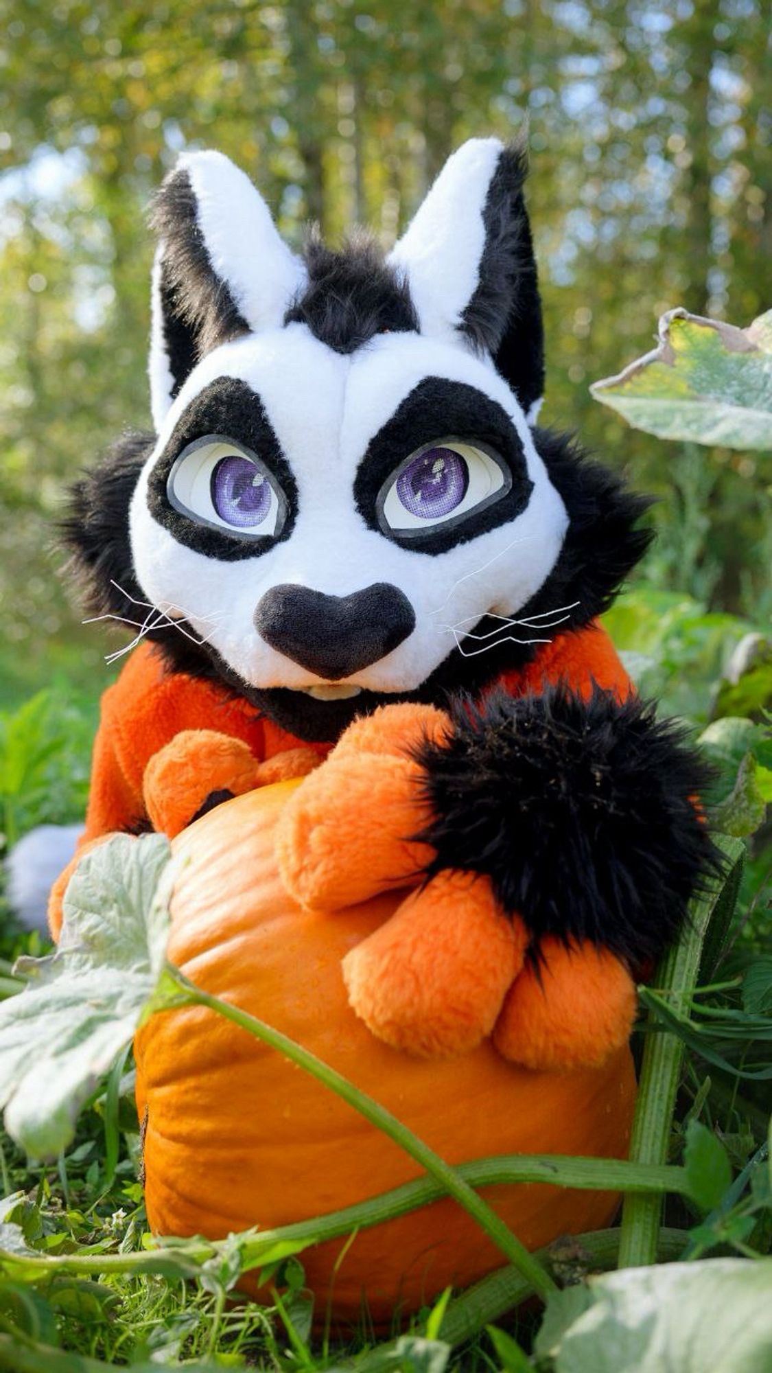 A photo of a partial fursuiter low to the ground in a pumpkin patch, making excited eye contact with the camera over a ripe pumpkin