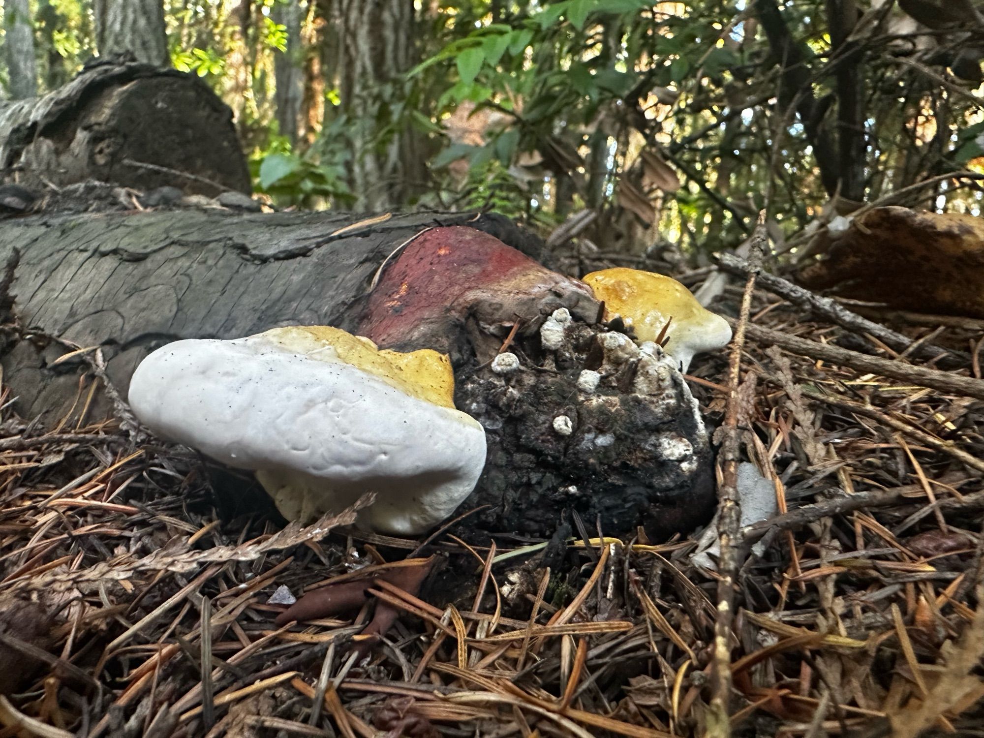 A photo of two shelf shaped white and yellow mushrooms growing out of a fallen branch on the forest floor