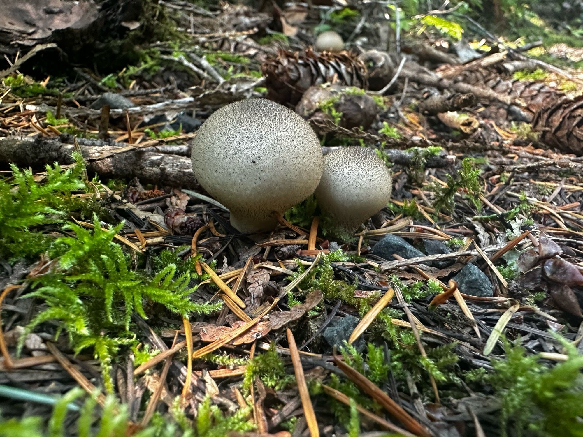 A photo of two small, round, brown mushrooms on the forest floor