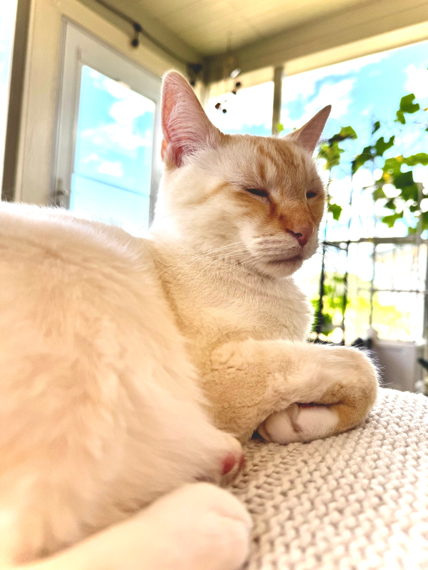 White Flame-point Siamese cat dozing on a knitted blanket with plants on shelves in the background. Photo by T Jacobs. 
