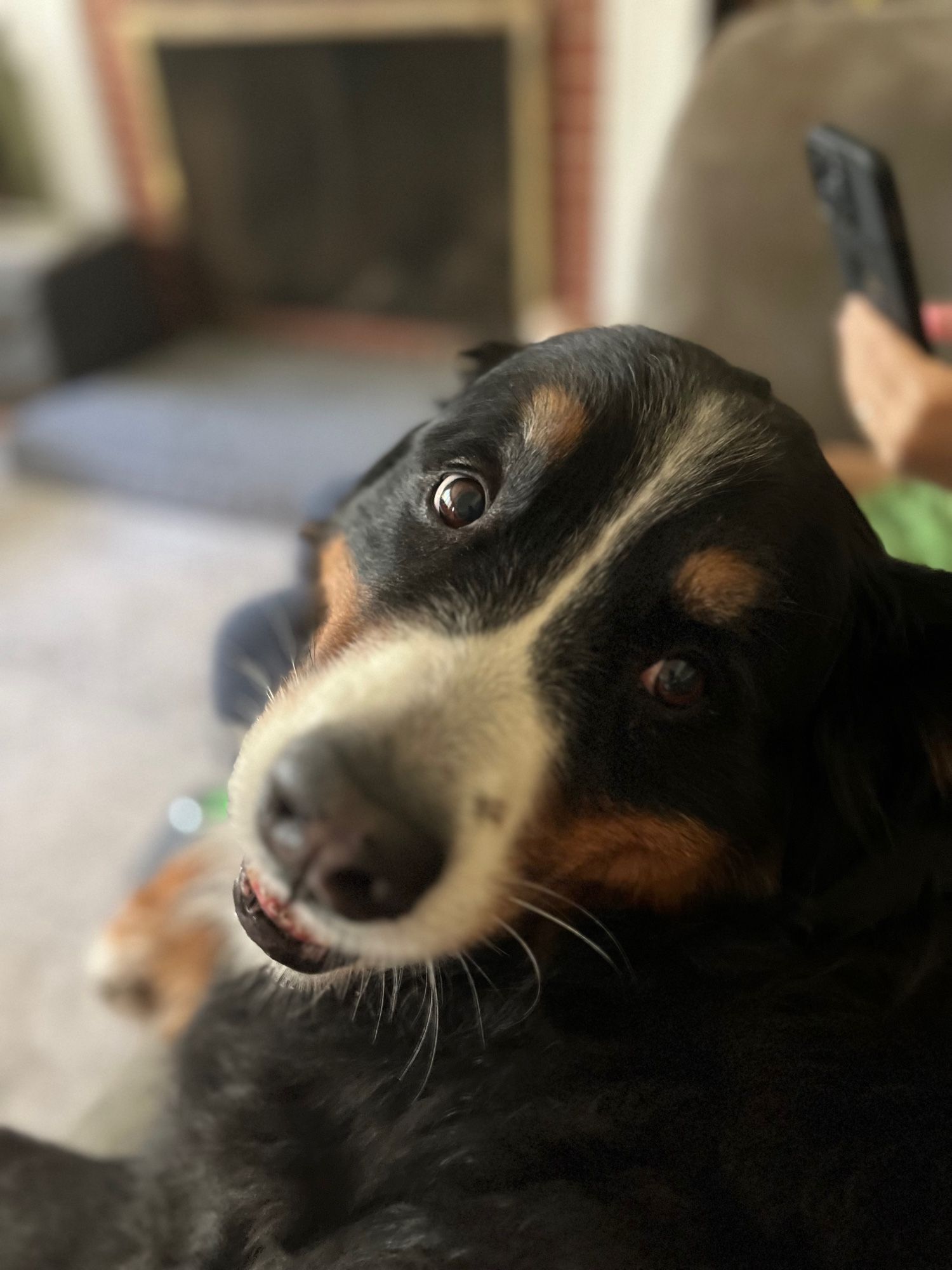 Face of a Bernese Mountain Dog named Maybe