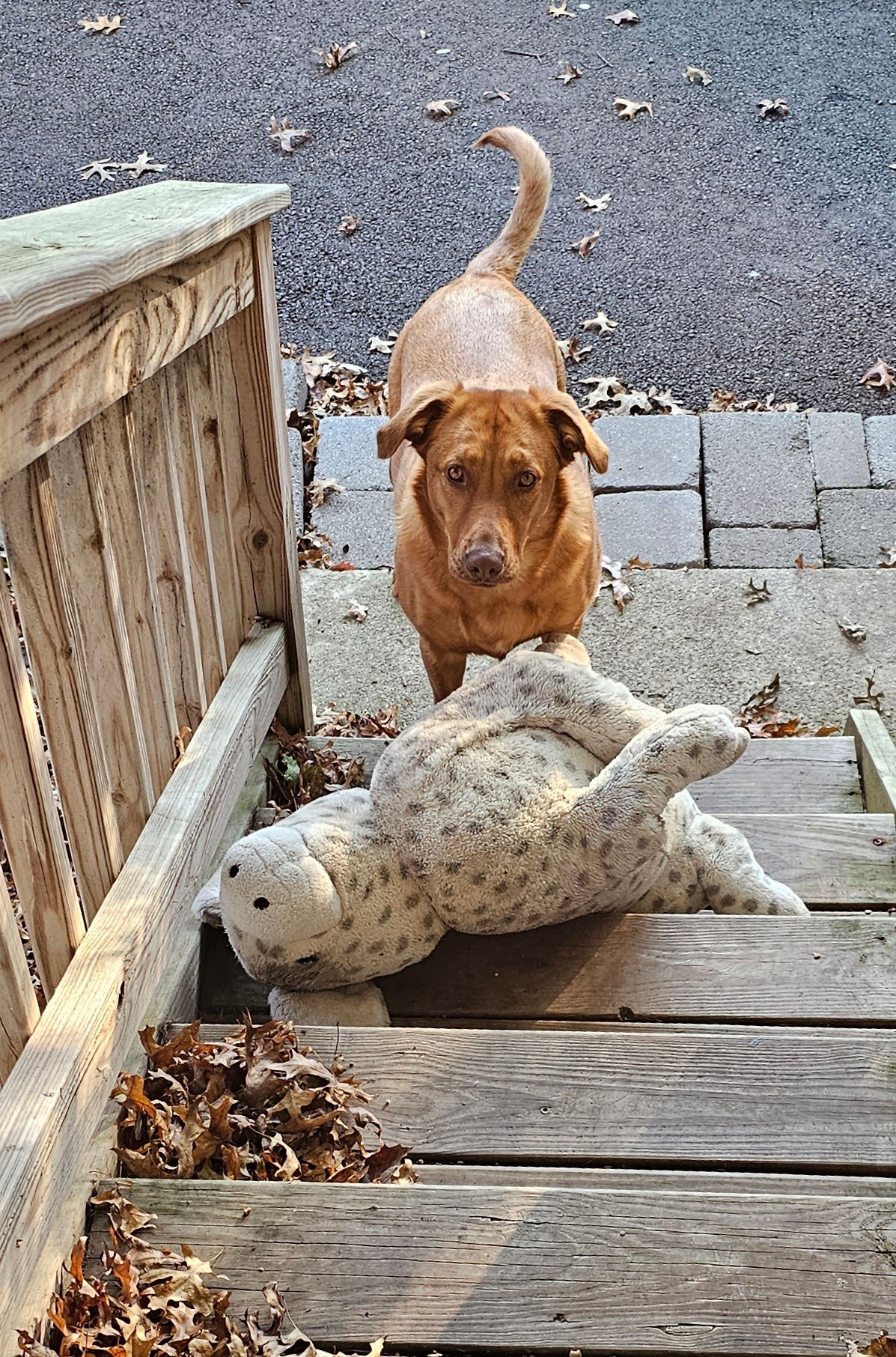 An amber dog looking up a set of outdoor stairs. Her stuffed pig, Spreckles, lays in front of her. She wants to know what's the hold up 