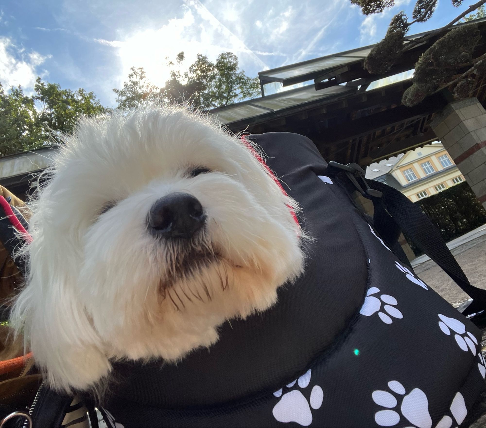 Ein weißer Hund sitzt in einer schwarzen, weiß gemusterten Tasche (Pfoten Muster), im Hintergrund blauer Himmel