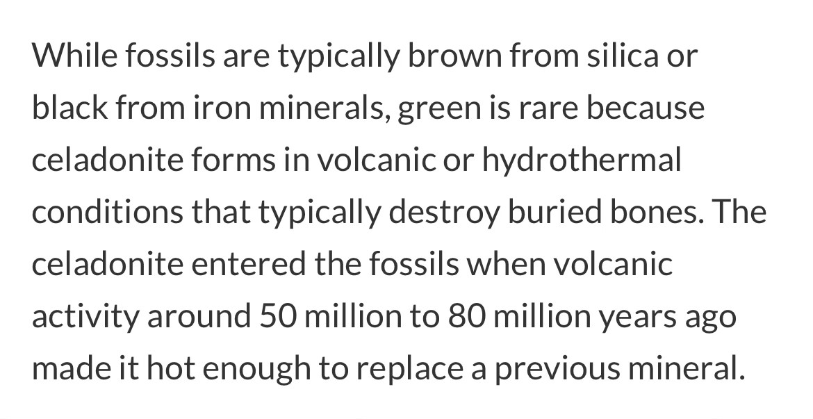 While fossils are typically brown from silica or black from iron minerals, green is rare because celadonite forms in volcanic or hydrothermal. conditions that typically destroy buried bones. The celadonite entered the fossils when volcanic activity around 50 million to 80 million years ago made it hot enough to replace a previous mineral.