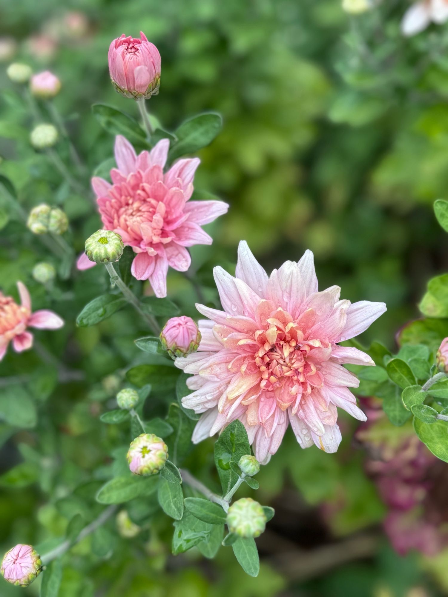 Two pink flowers (I don’t know what kind!) with petals of irregular lengths that give them the flower equivalent of supermodel bedhead. They are deep pink tinged with yellow at their centers and the petals fade to palest pink at the tips.