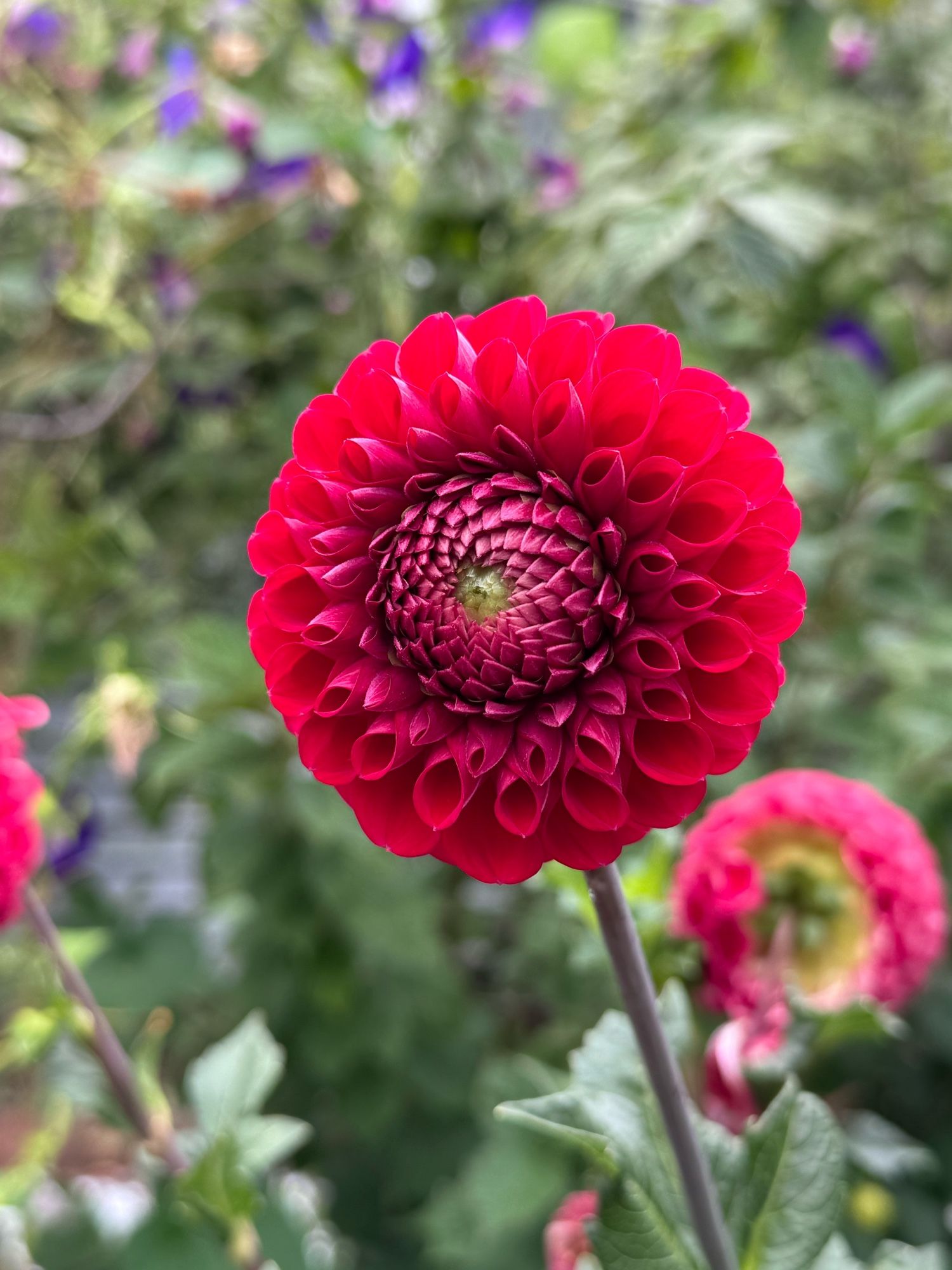 A huge and very prim red dahlia, with little petals that are rolled up almost like little tubes.