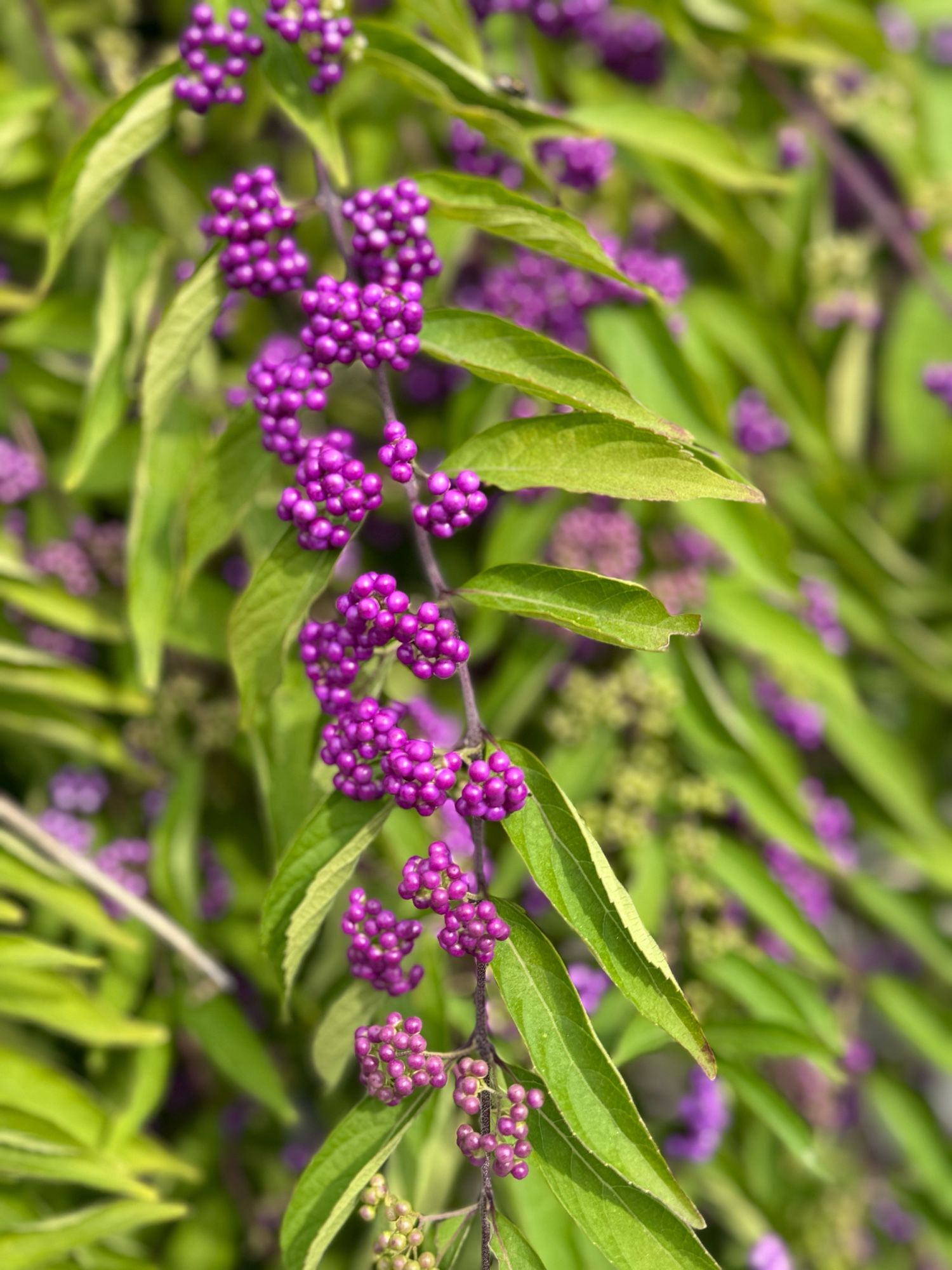 Beautyberry. Thin chartreuse leaves on a runner, studded with clusters of vivid purple-magenta berries that are so glossy and perfectly round, they look like glass beads.