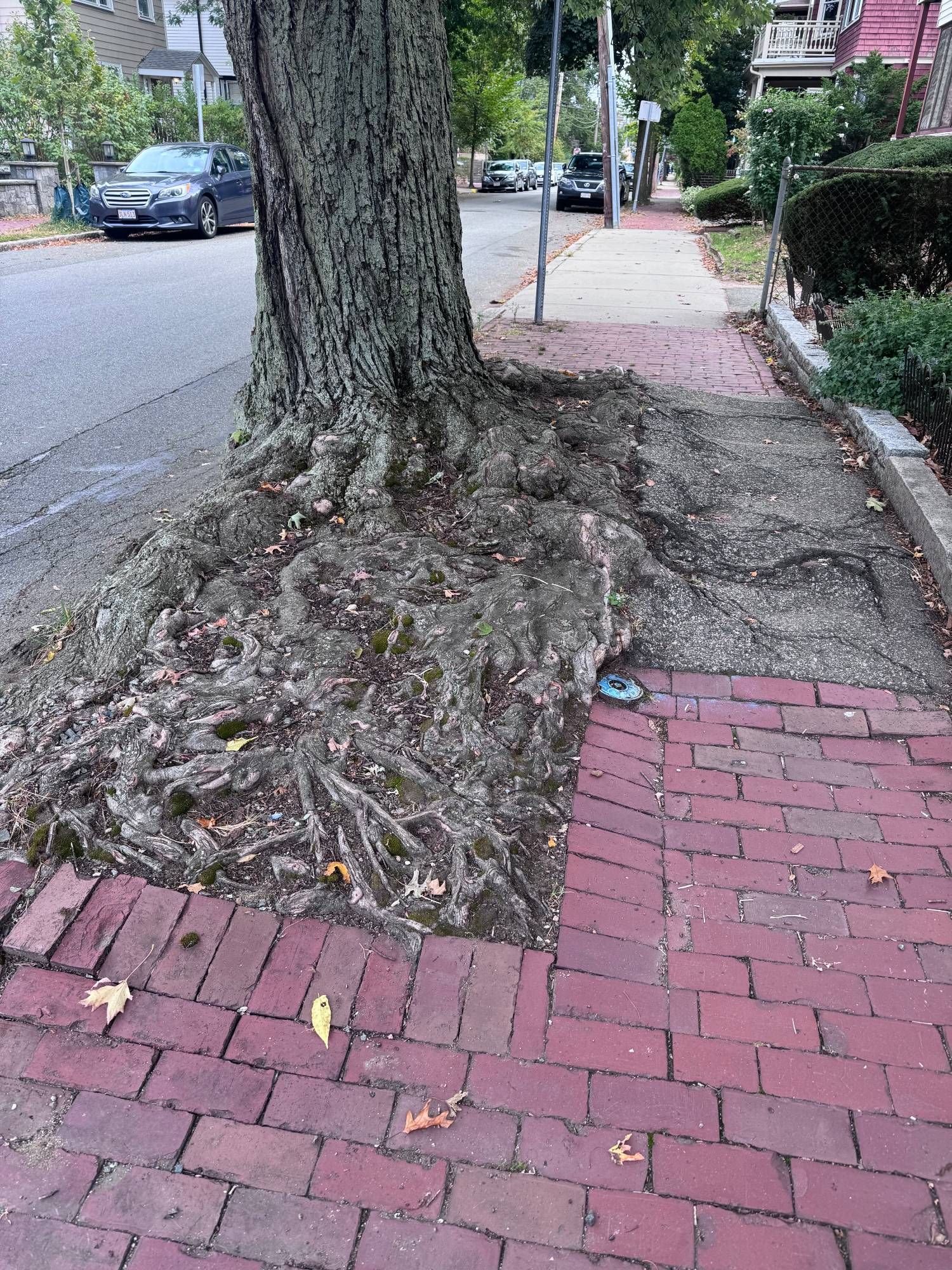 A tree whose roots have completely filled its allotted rectangular plot, and are now pushing up the brick sidewalk and blacktop patch that surround it.