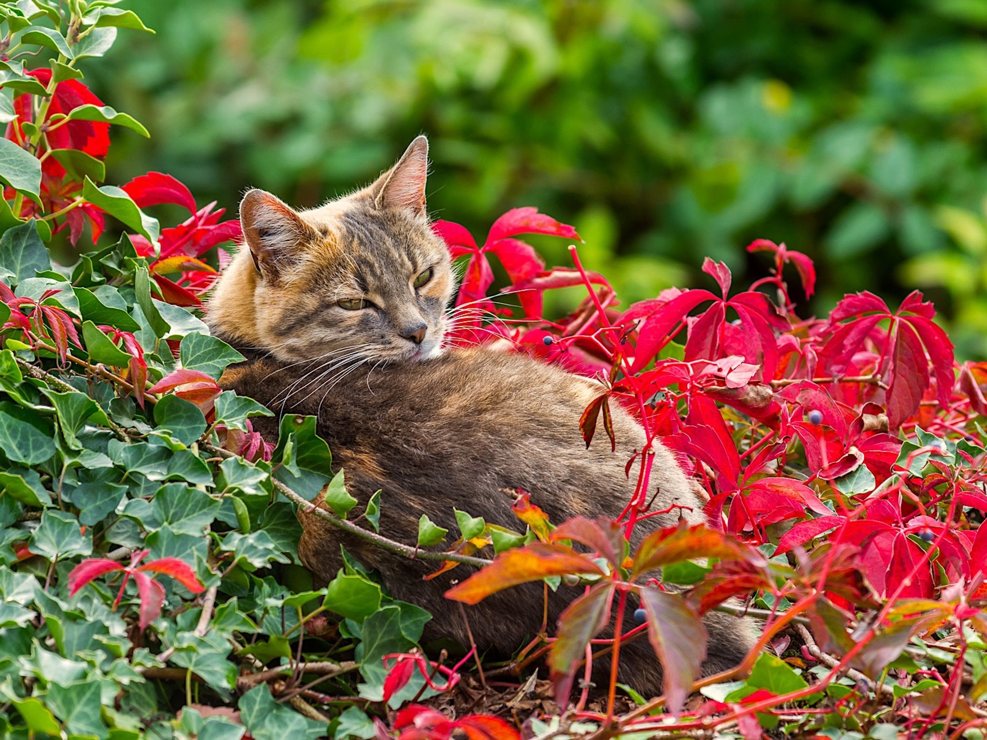 Tabby and calico house cat named "Wi-fi" looking a bit sleepy, lying in a natural bed of Ivy and the red-tinted Autumnal leaves of a Virginia Creeper, whilst looking over her back towards the camera showing off her long whiskers.