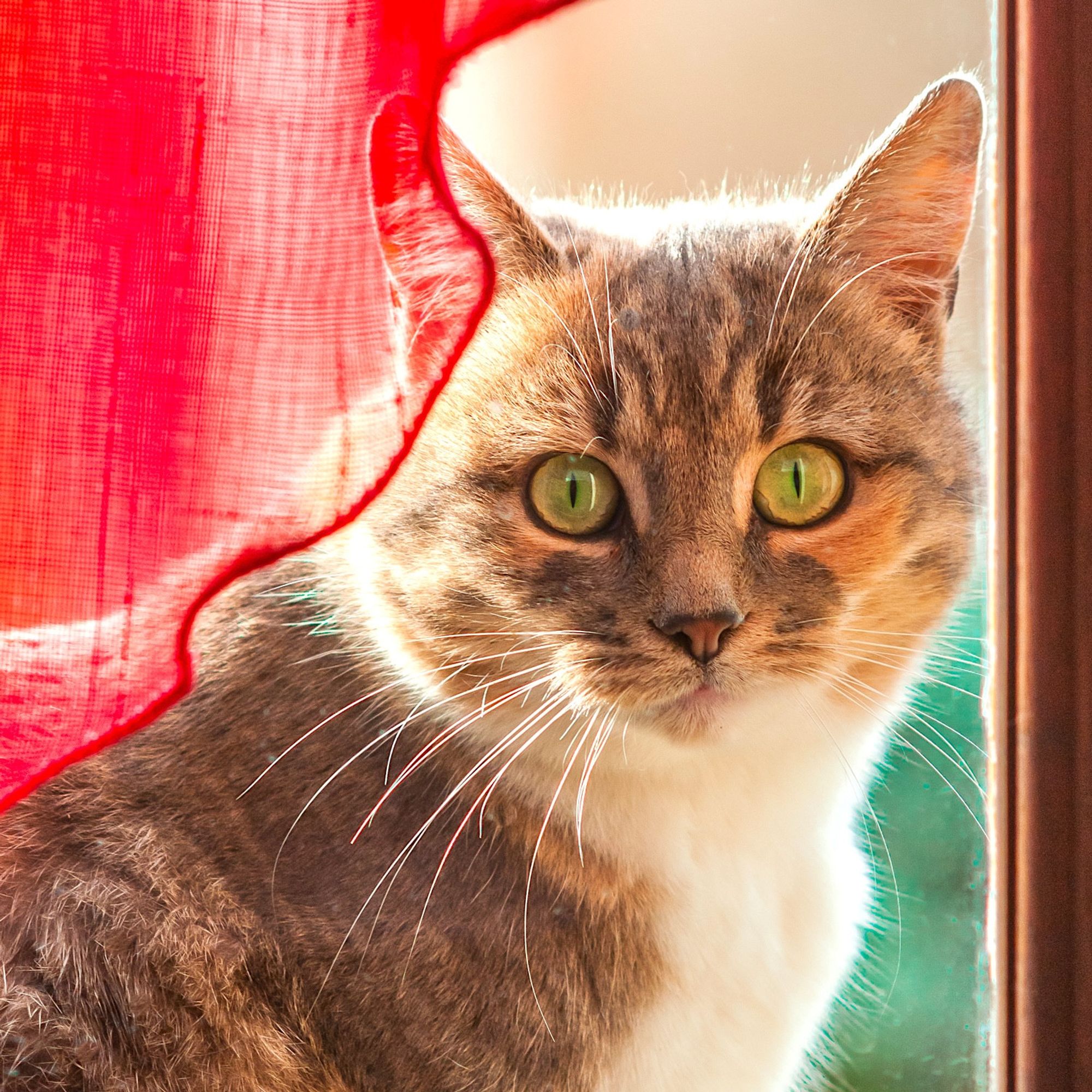 Tabby and calico coloured cat with long whiskers and large green eyes, looking through a window from outside, partly obscured by a frilly red net curtain. The cat is staring as if she wants to come inside.