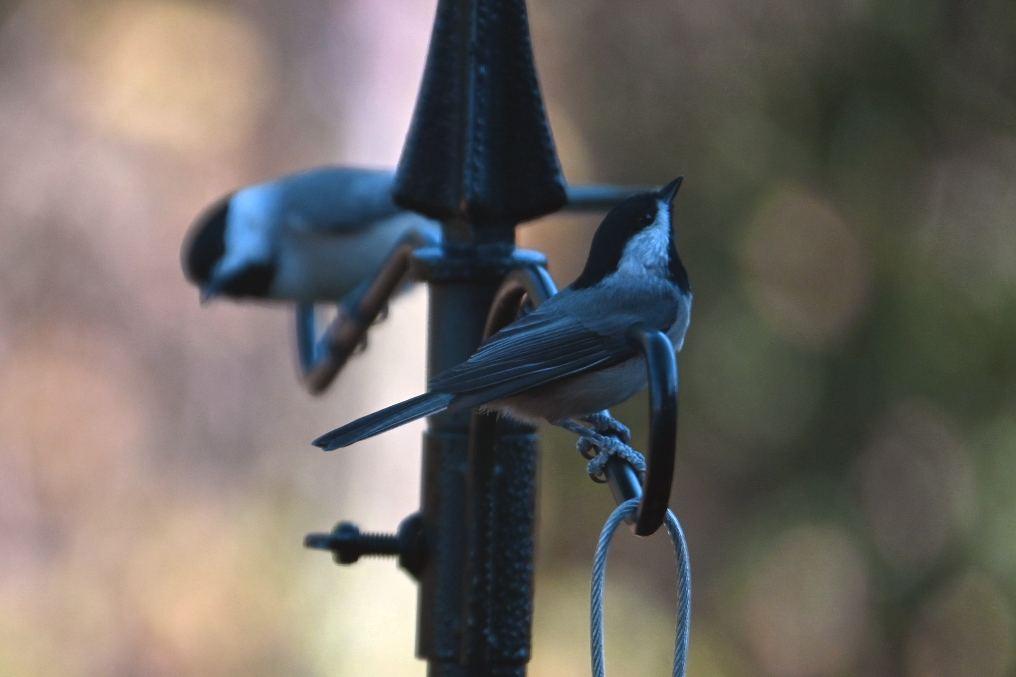 Picture of two chickadees sitting on a bird feeder stake