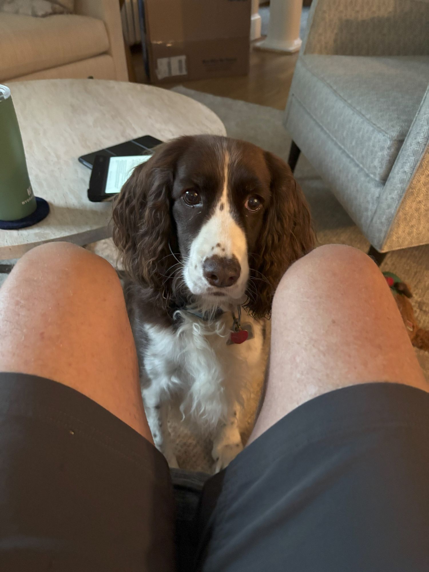 A brown and white Springer spaniel with freckles on hernose sticks her head between the photographer's legs, trying to get something.