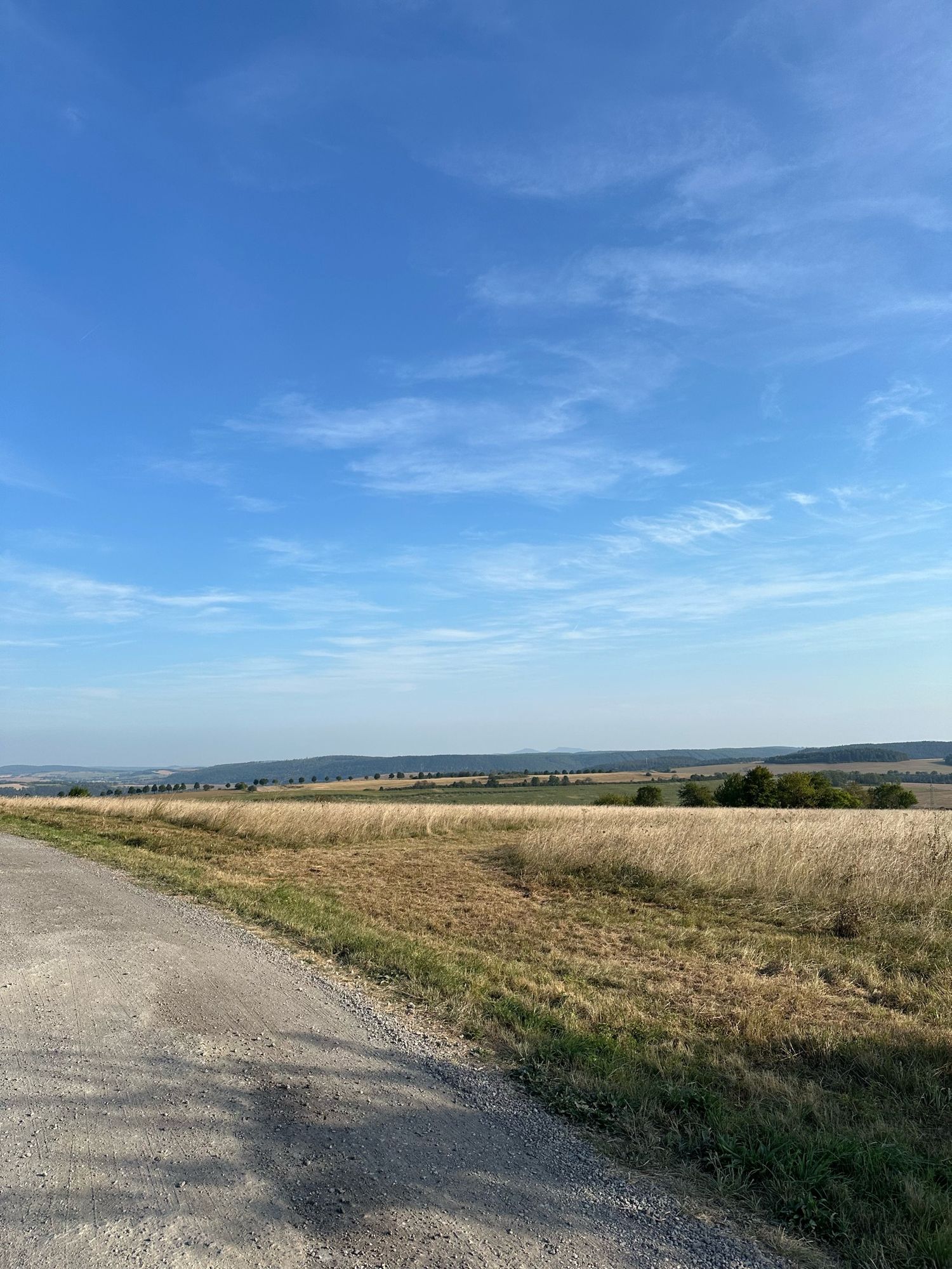 Blick in die Ferne über eine Wiese auf den dahinterliegenden Wald