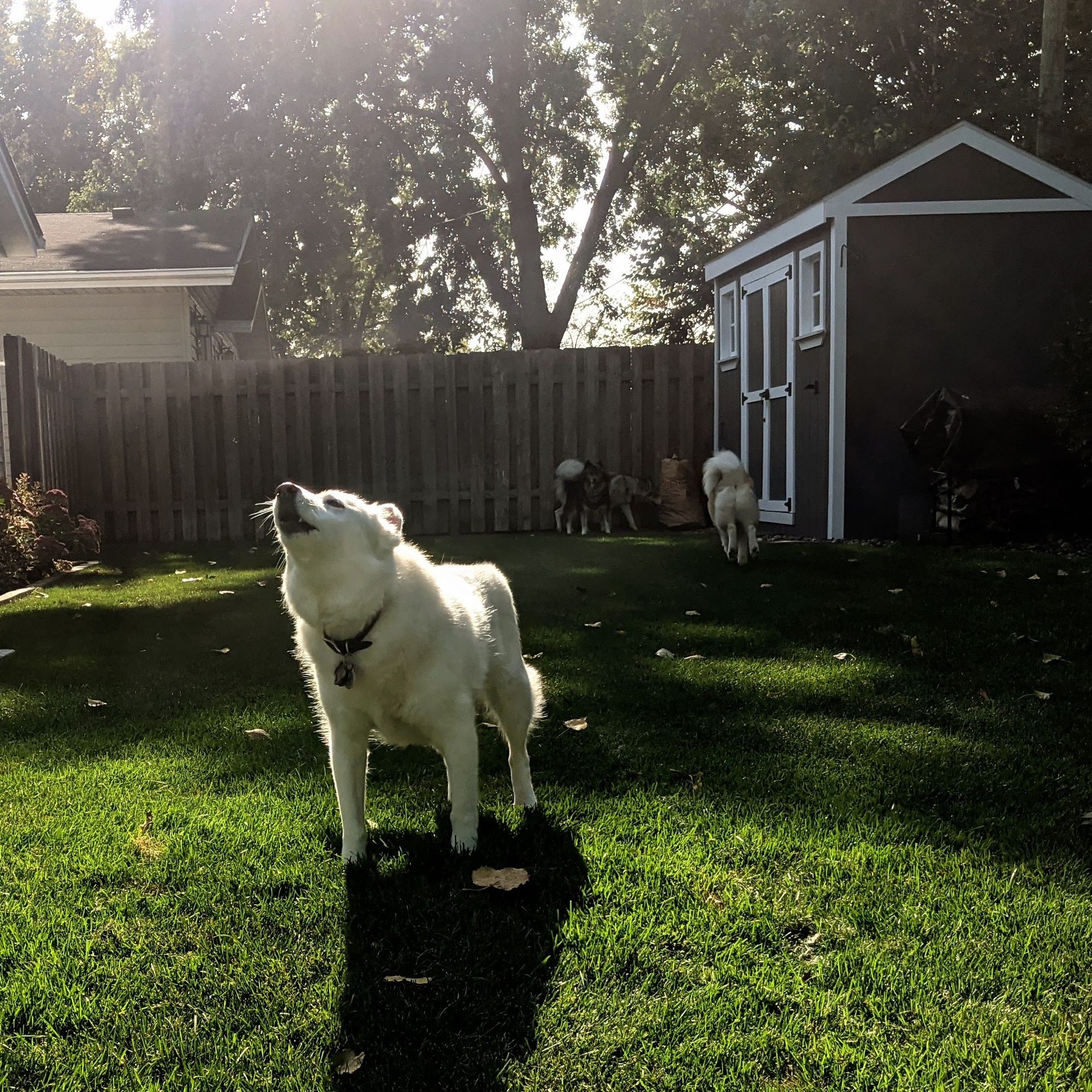 Huskies investigate a shady back yard near a garden shed, while one elderly white husky in the foreground, rimmed in bright morning sun backlight, points her nose to the sky in a canine vocalization.