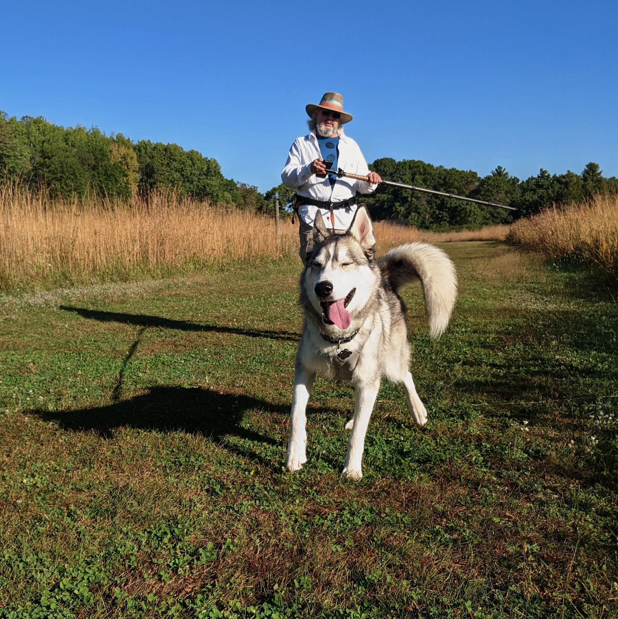 A happy husky in bright morning sunlight, eyes slightly squinted shut and tongue hanging out, leads a hiker in a sun hat and with his phone attached to the top of a walking stick down a trail mowed in a prairie. On the horizon, a hill of trees rises below cloudless blue sky.