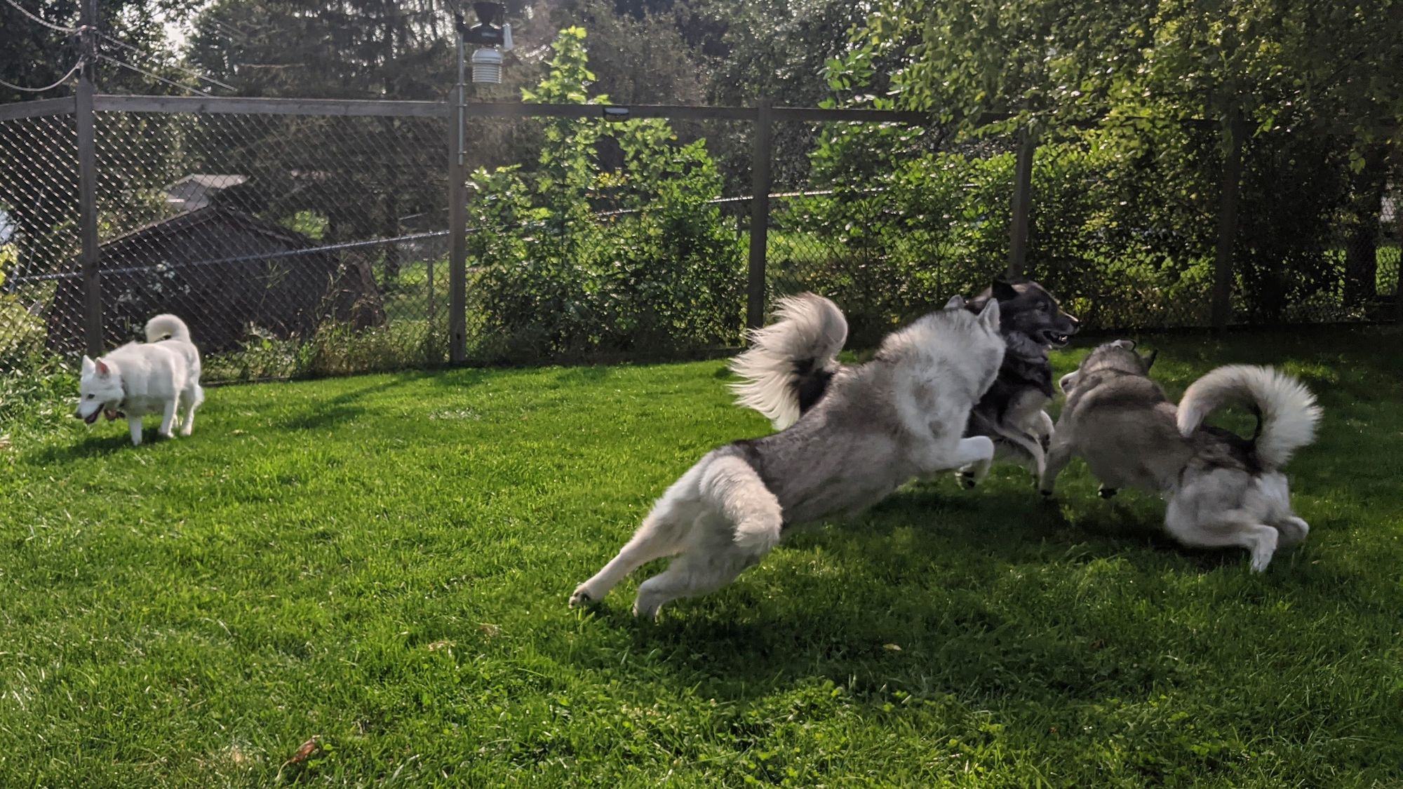 More of Zeena, Tonttu leaping at Charlie as he sprints across the scene, feathery white tail shining in the sun.