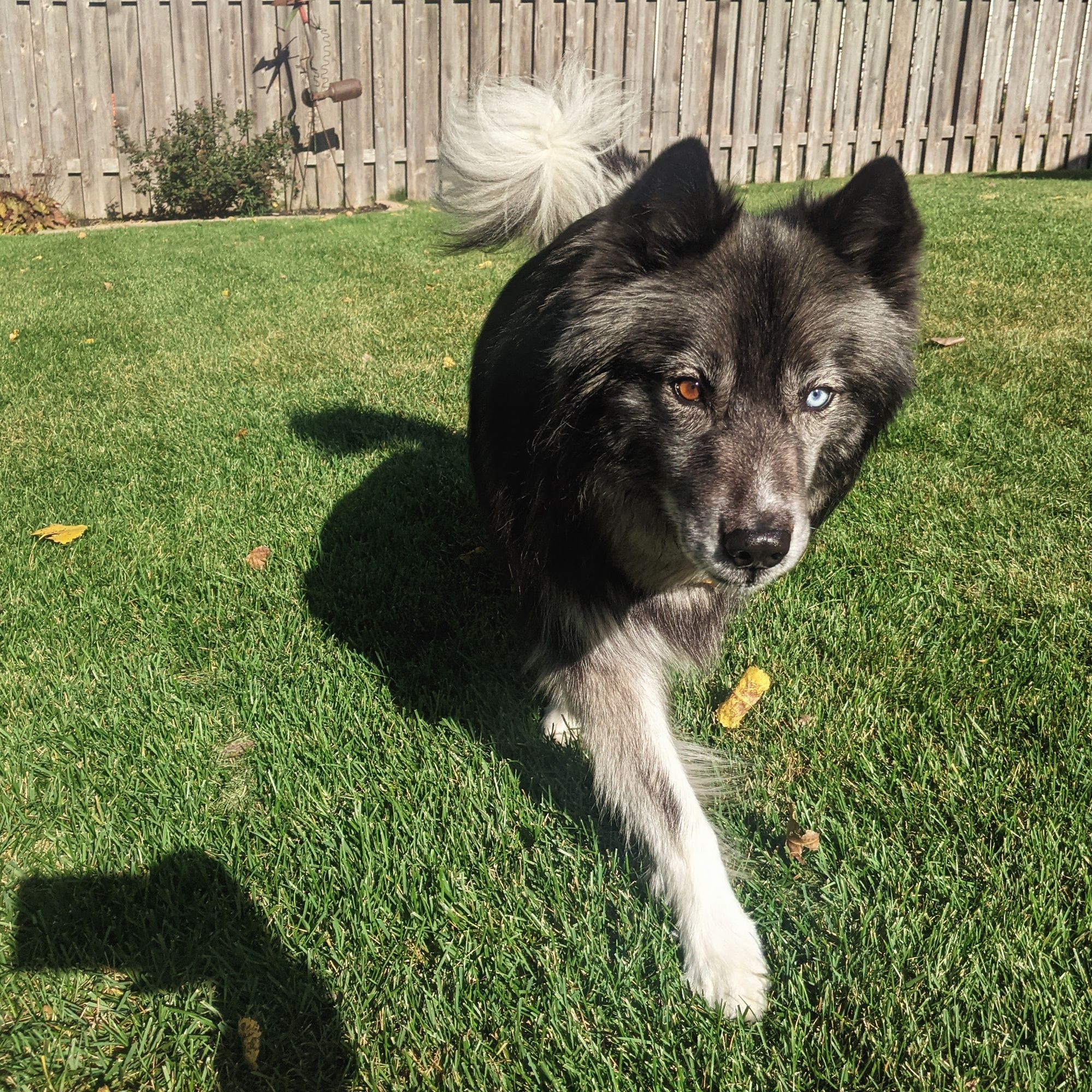 Another of charlie, in full sun, prancing towards the camera, one white leg daintily reaching out as he steps forward, white fluff of curled tail opposite his dark body. His face is accented by one brown eye on the left, one icy blue eye on the right. Black ears point up alertly.