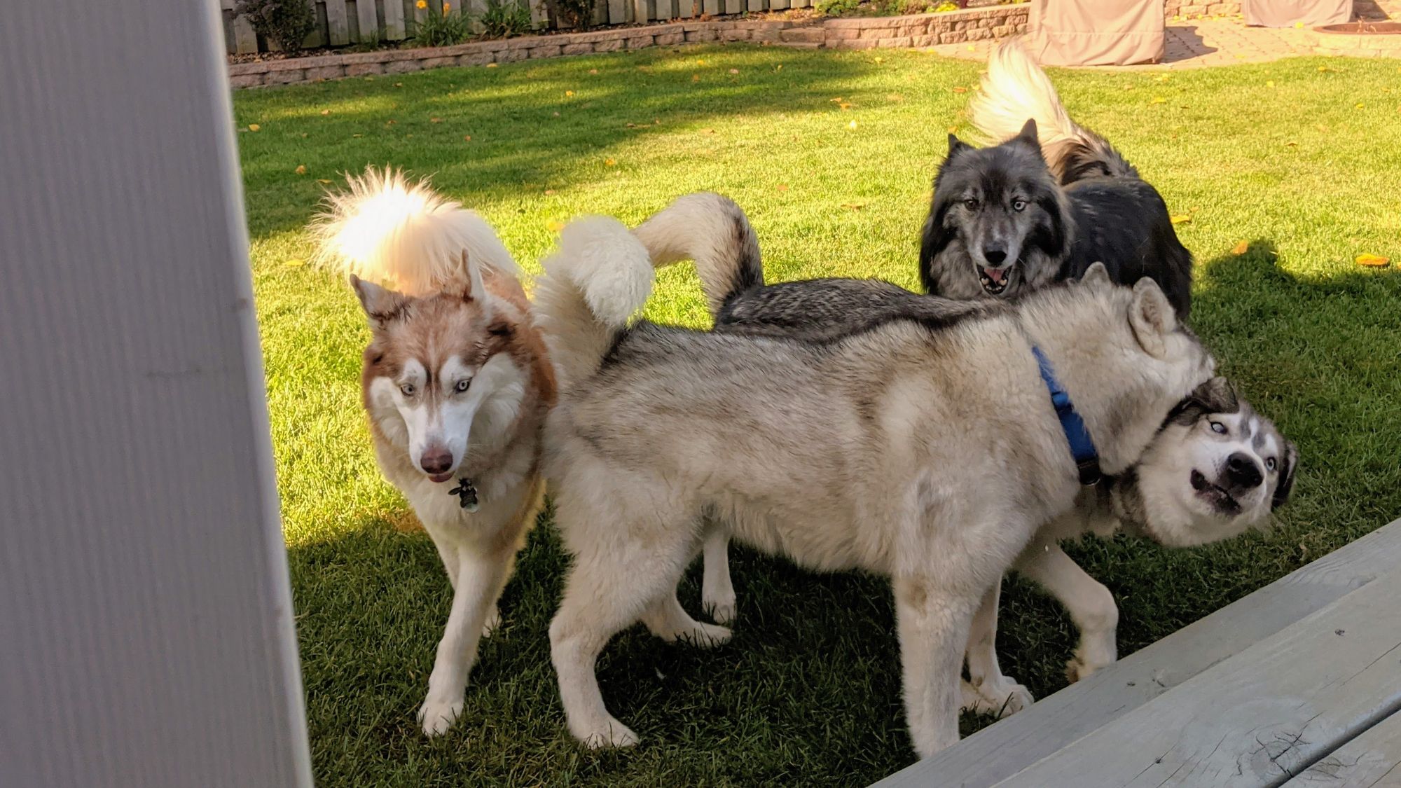 Another foursome of huskies tussling in a back yard. Zeena is in the foreground, mouth around Tonttu's neck.