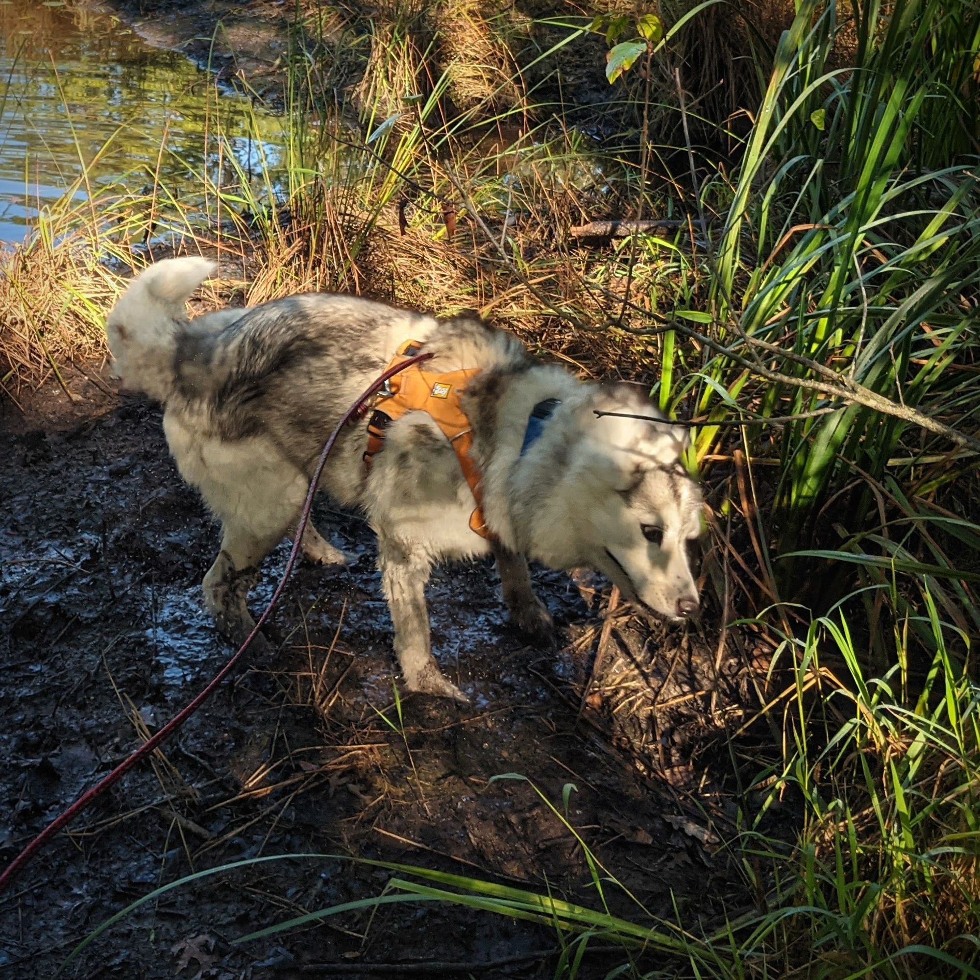 A husky stands on the muddy bank between a beaver pond and tall grass, her head dotted in sunlight coming through the thick trees above. She's caught mid-shake, blurring her ears and he eye appearing larger and unnaturally white-rimmed.