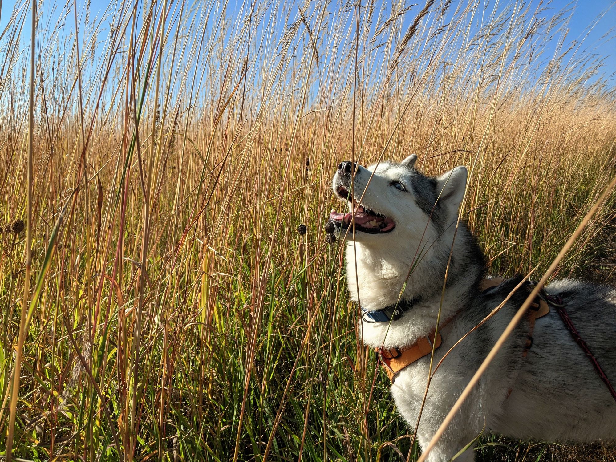 A husky in an orange walking harness stands partly into a field of tallgrass prairie, with a blue sky beyond. She gazes into the bright fall sun, mouth open in a doggy smile, eyes bright, sniffing the air for something interesting.