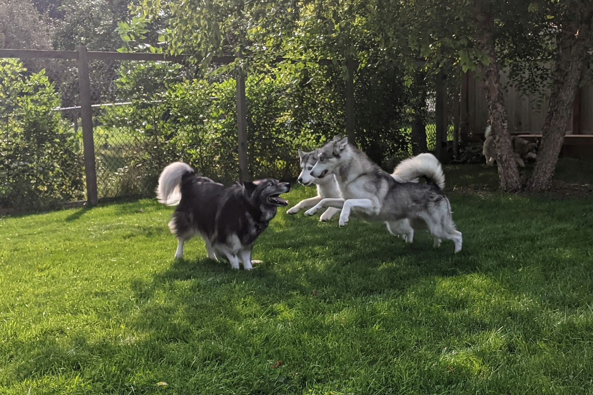 Three huskies romp in the shade of a river birch tree in a suburban back yard with tall fences to keep huskies contained. Zeena and Tonttu are paired up, leaping simultaneously and caught in the same pose as they launch towards a very fluffy, mostly black husky, Charlie.