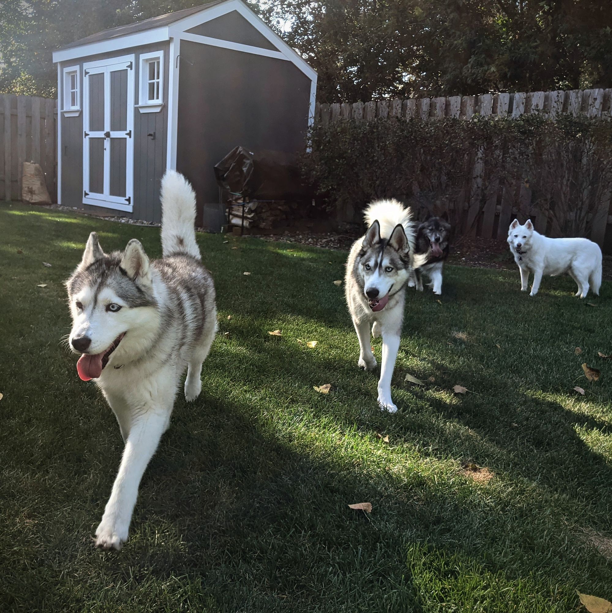 Huskies Zeena and Tonttu approach the camera obliquely, but with authority, heading slightly to the left, across a shady suburban lawn. Elderly white husky Daisy monitors the situation in the background.