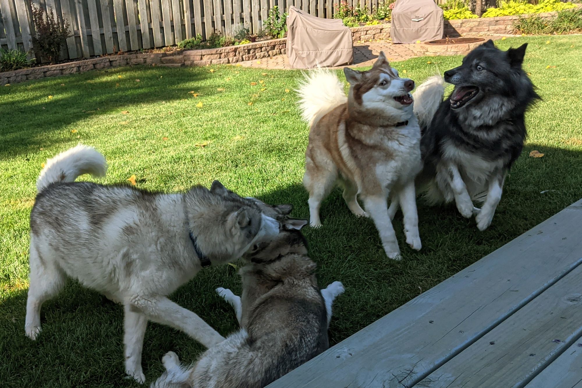 Four huskies romp and play-fight in a neighborhood backyard.