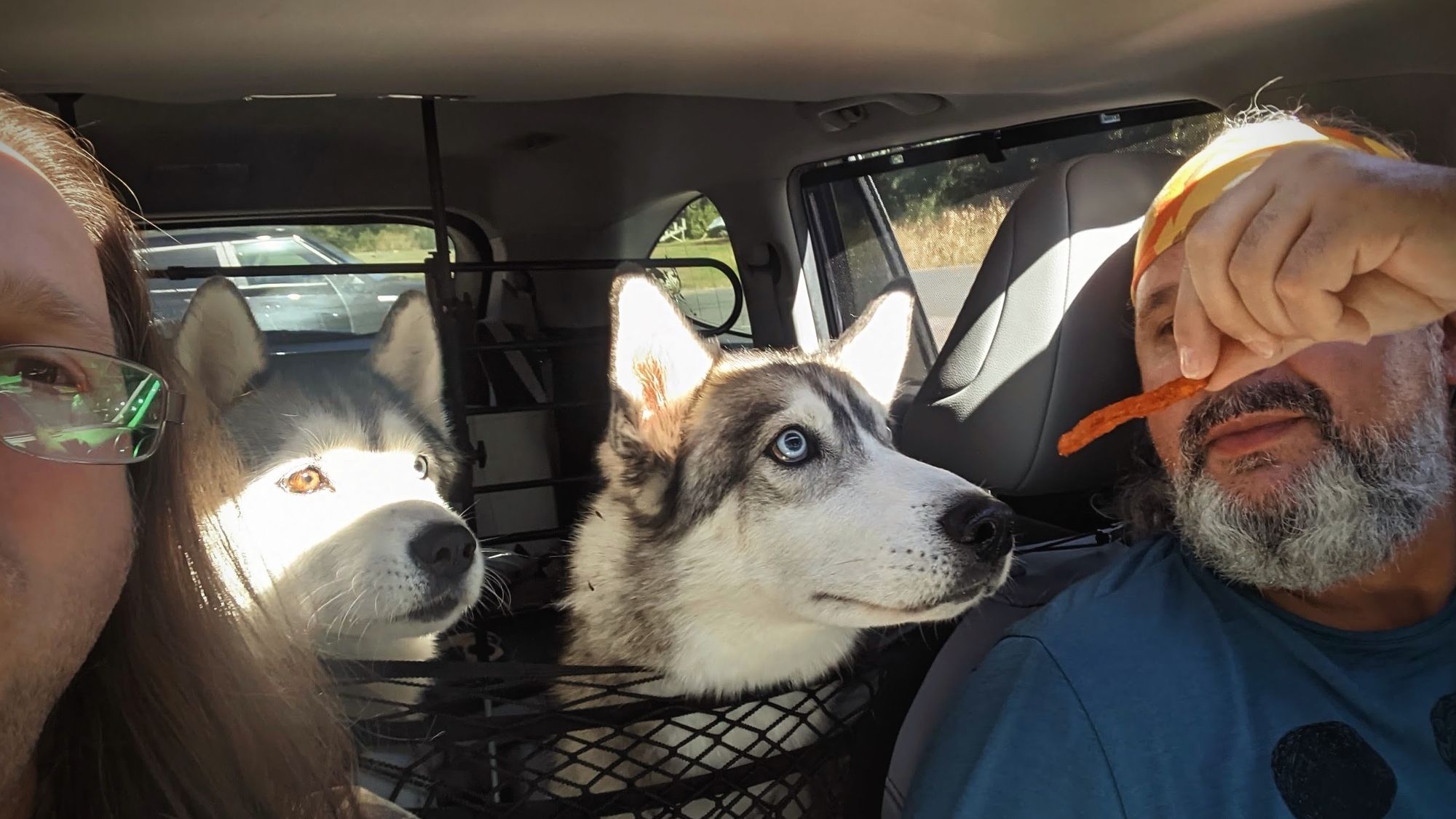 Two huskies in the middle seat of a car sit with focused attention at an orange sweet potato fry that is being held by the driver on the right, while the passenger on the left takes a selfie of the whole group. A bright shaft of light from the sunlight cuts across the left husky's muzzle and eyes, and the ears of the one on the right.