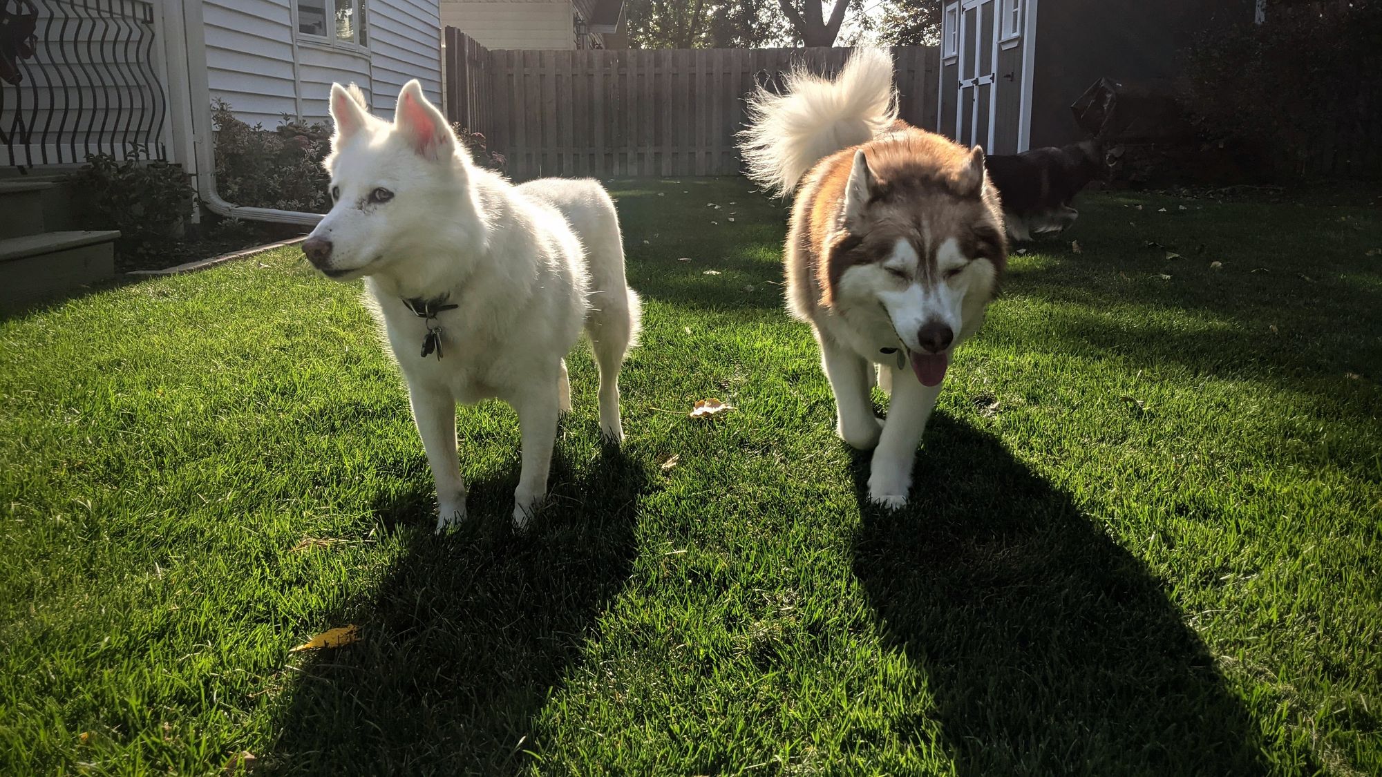 A pair of huskies, white and red markings each, approach the camera. The white husky is alert, and slightly cautious, while the red husky has his eyes closed and tongue out in a happy, content expression. They're both backlit in the morning sun.