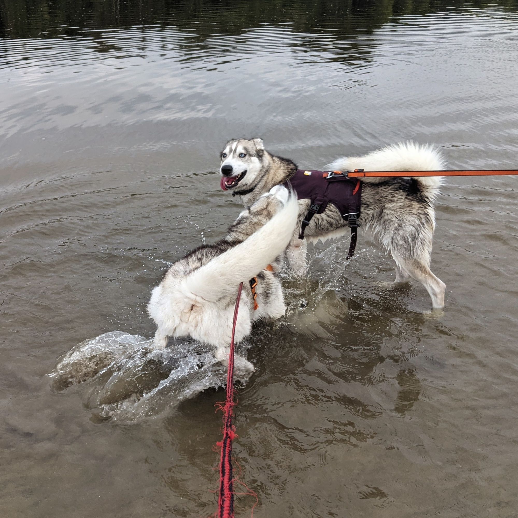 More Zeena lunging, tail whipping to the right as she lunges at Tonttu who stands, ears back, dripping water, ready for the onslaught.