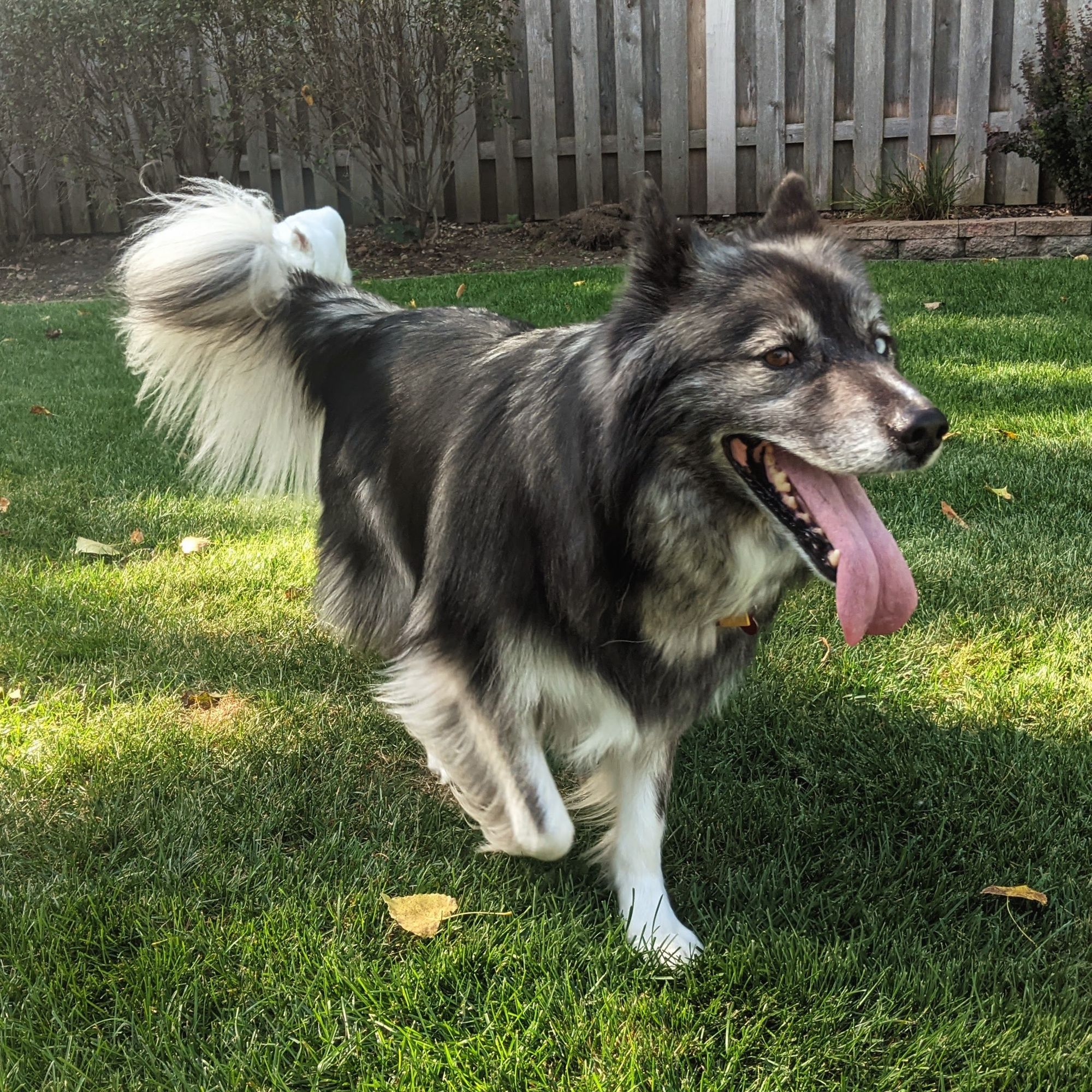 A feathery husky, mostly black with white legs, tail and other accents, runs, open mouthed and tongue out in a content grin from left to right, side eye at the camera.