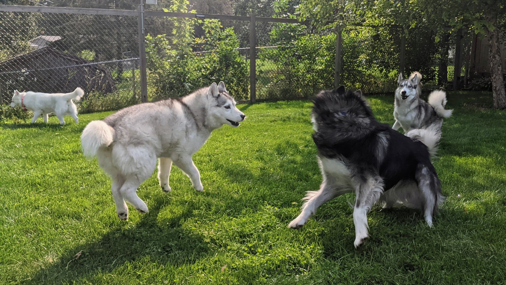 Zeena, Tonttu and Charlie again, only this time Charlie is whirling around in a blur of black fluffy fur and legs. White husky Daisy can be seen walking in the background.