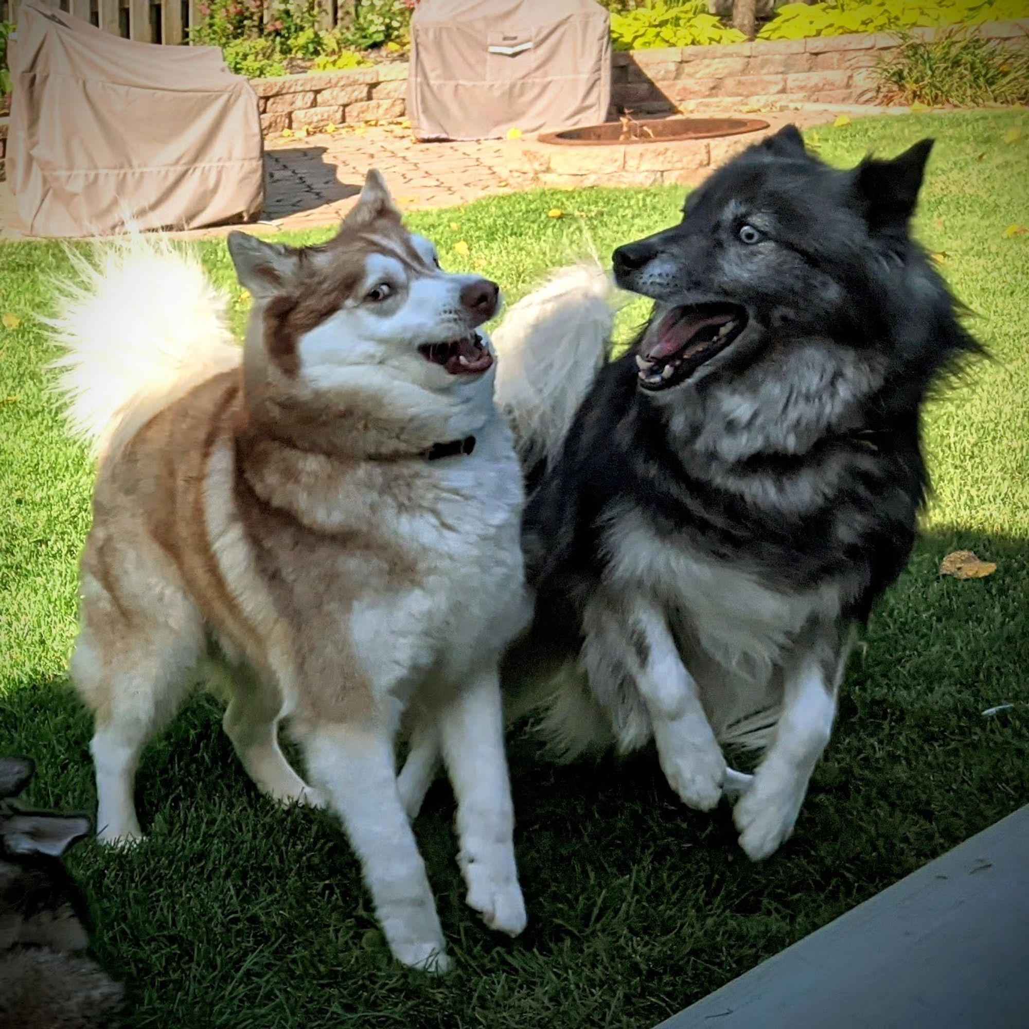 Close-up of previous photo, focusing on two of the huskies caught mid-rar, but eyes to the side, focused on someone else. They look a bit distracted by all the chaos beyond.