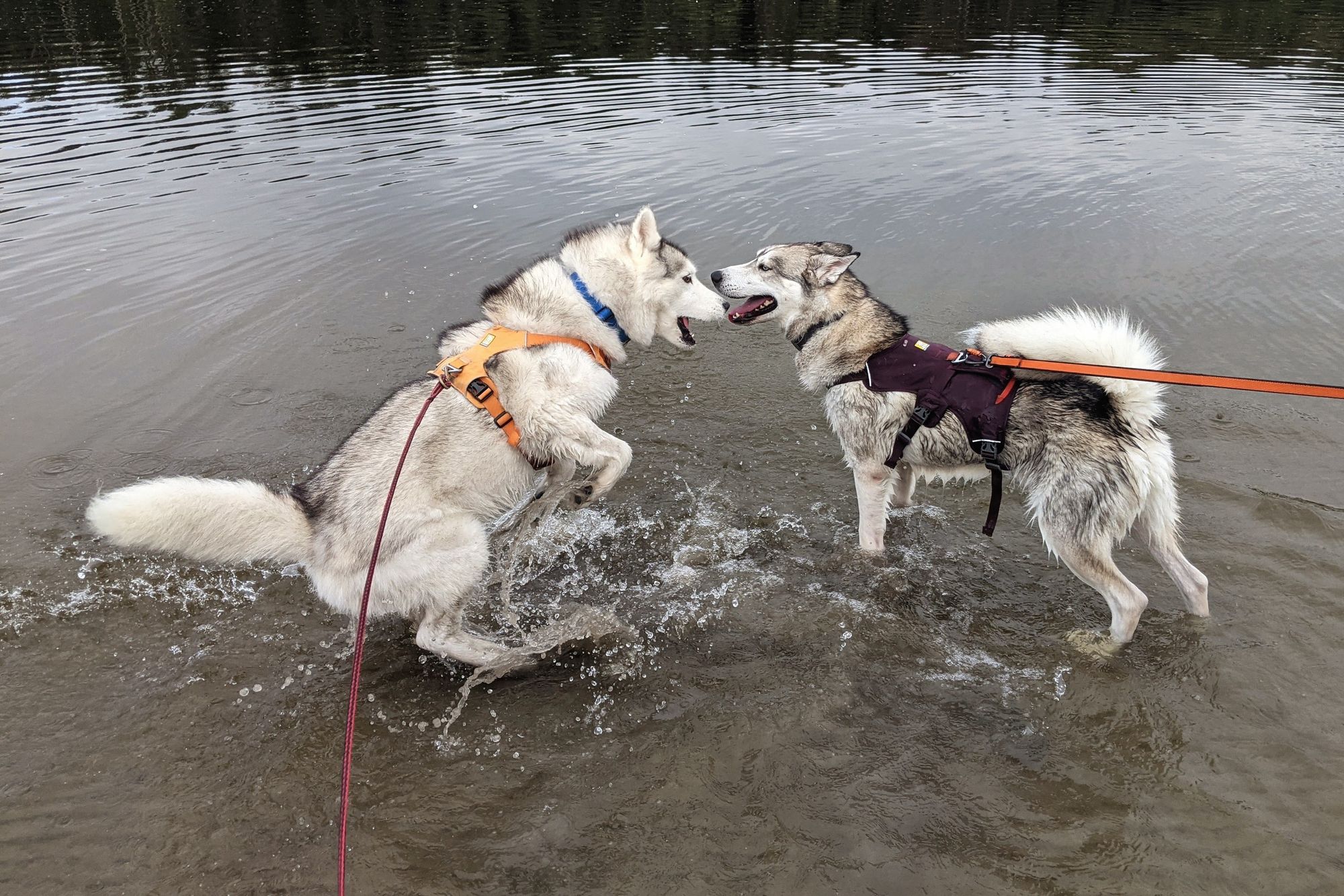 Zeena rears up to lunge at Tonttu, who seems ready to take it, in the middle of the Mississippi River.