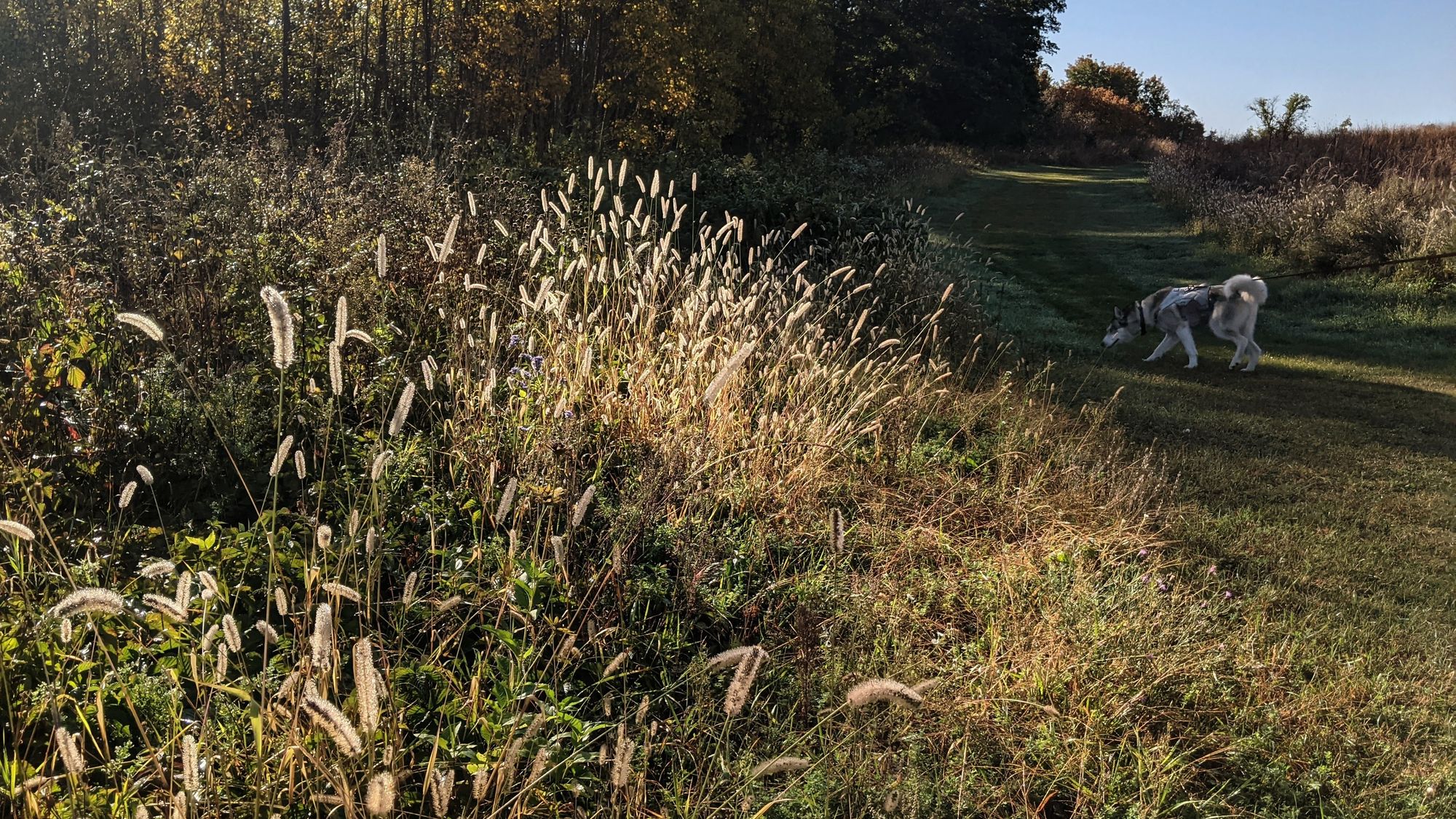 A bunch of grass with white caterpillar-like flower heads gleams in a ray of light passing through a line of trees on the side of a prairie. A trail is mowed in the prairie grass in the shade of the trees, where a husky investigates interesting scents on the side of the trail.