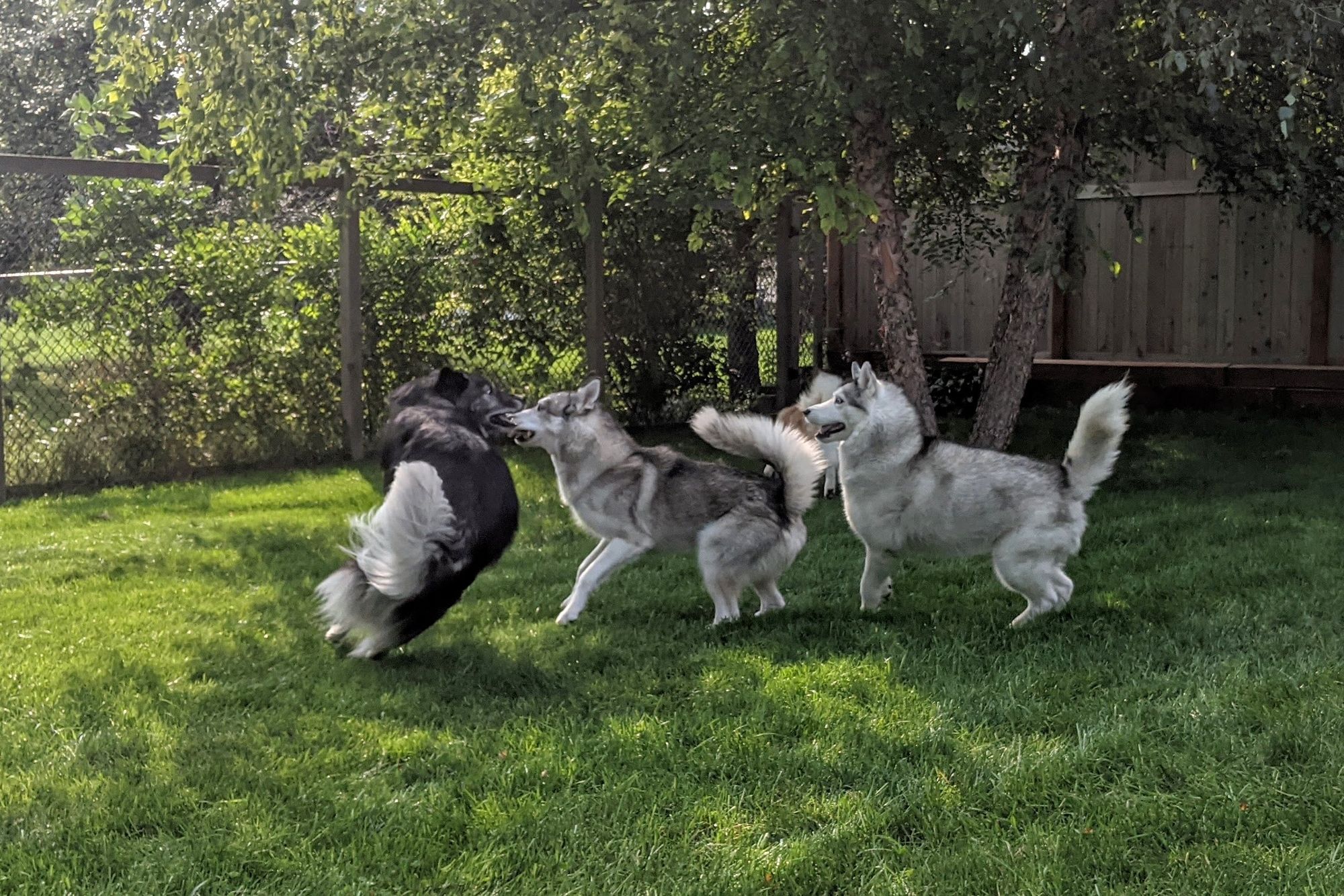 Last one of Charlie, Tonttu and Zeena. Charlie is whipping around, hips swinging towards the other two, with head and darting in an S-curve towards them as well. The other huskies appear somewhat defensive, backing up slightly on their hind legs.