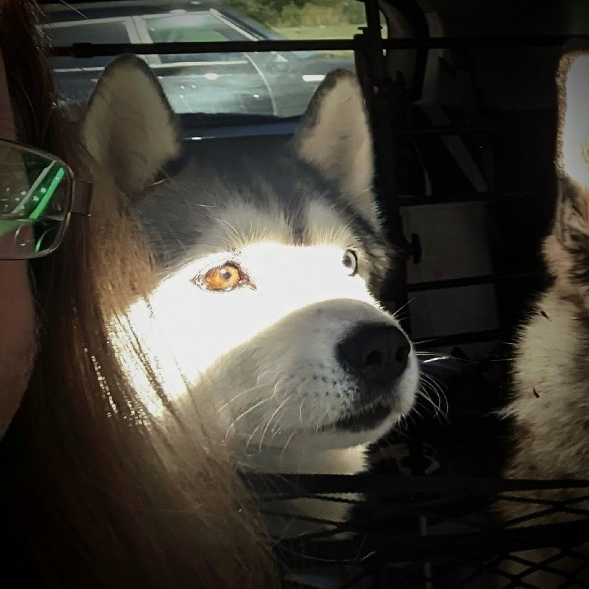 Close-up crop of the first photo in the previous post, focusing on Zeena, the Siberian husky, with a bright, overexposed band of pure white light draped across the top of her muzzle, with her brown and blue eyes the only detail visible. She is intently focused on something before her, out of screen to the right.