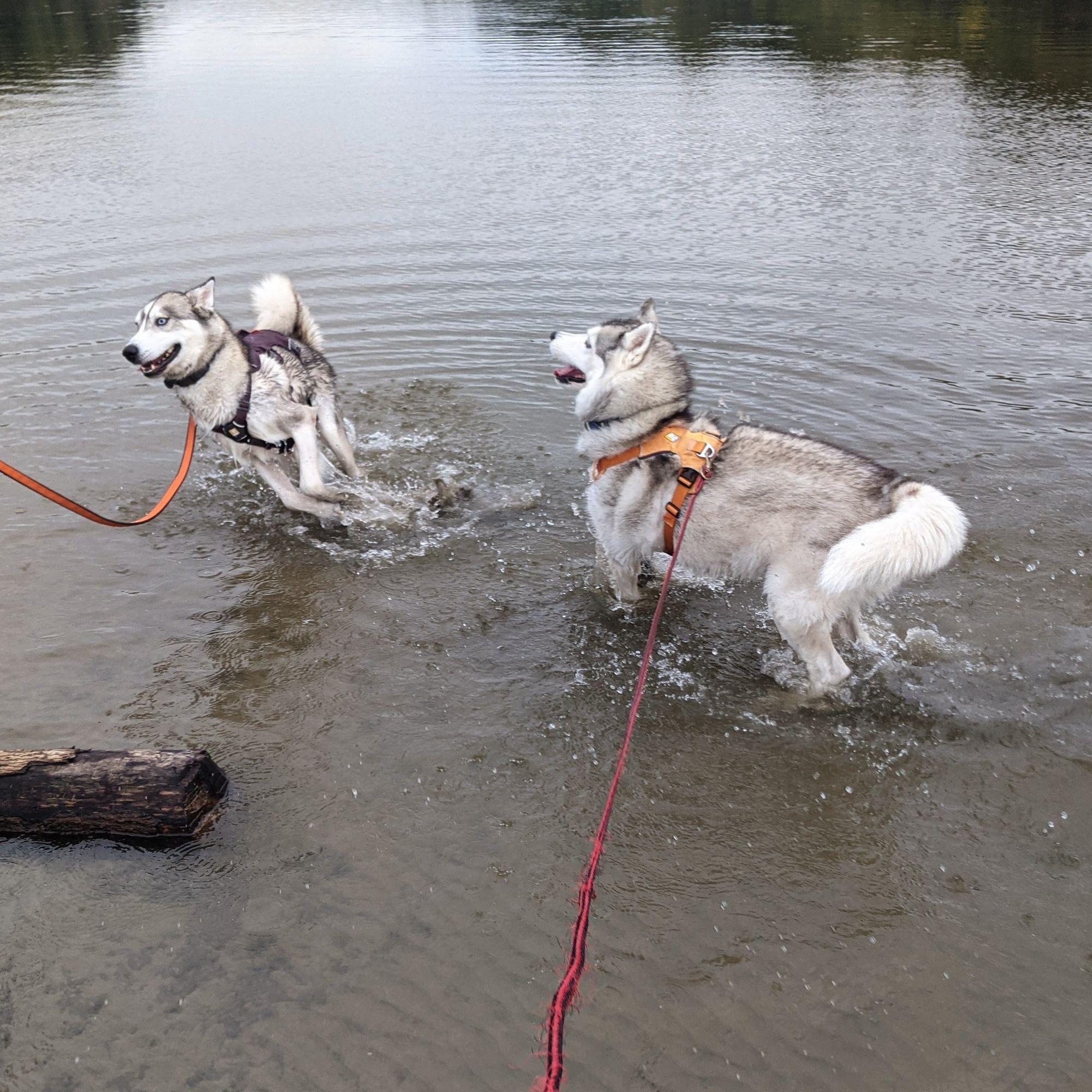 Two huskies in a wide, calm river. Tonttu on the left turns in a leap away from Zeena on the right, who is rearing back to pounce.