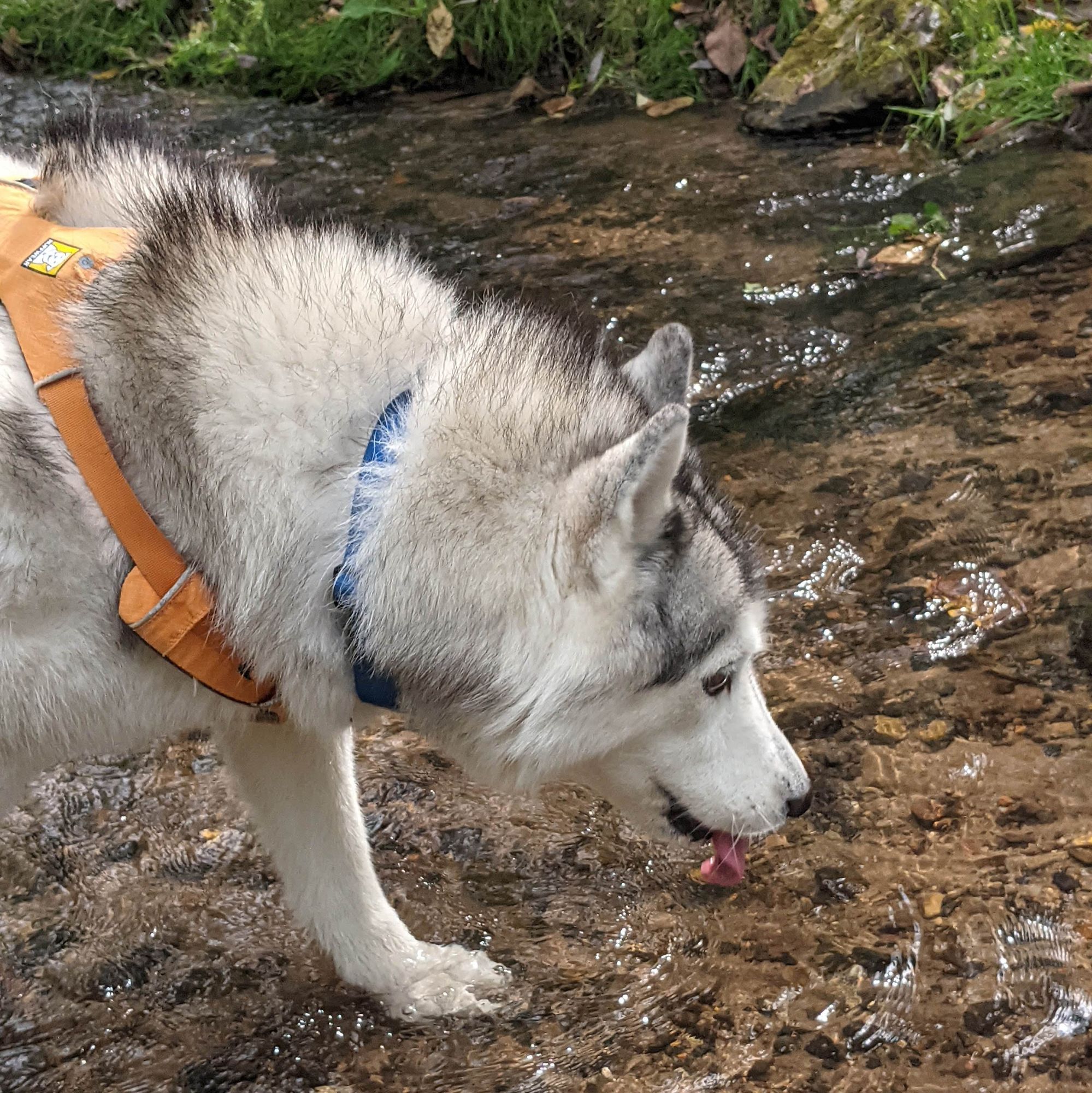 Zeena, a fluffy husky, mostly white with dark accents, stops to hydrate in a clear shallow stream. Zeena wears a blue collar and an orange walking harness. The stream is only a few inches deep, and has a sandy bottom with scattered pebbles.