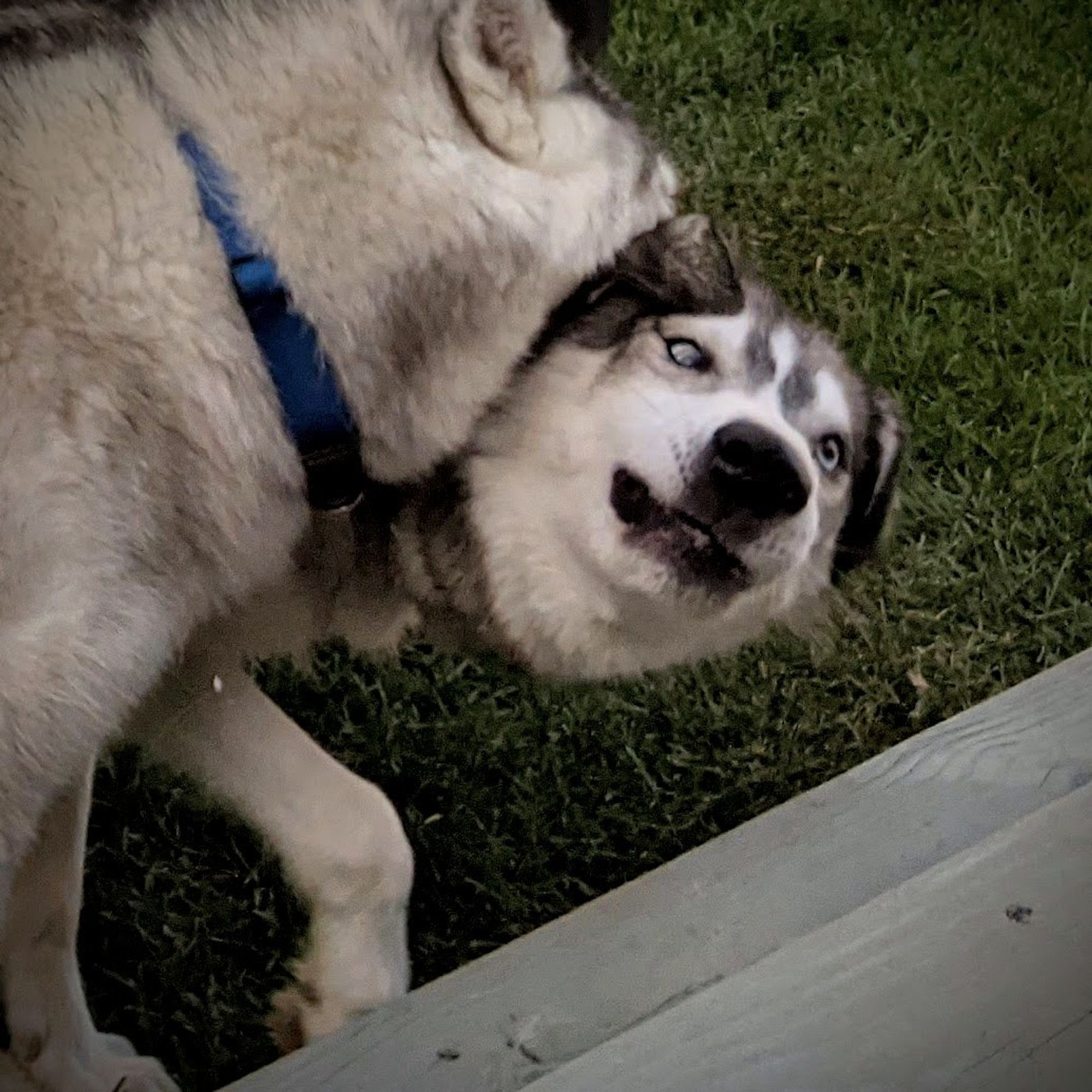 Closeup of the previous photo of huskies play-fighting. It showcases Tonttu's face, his eyes wonky and lips flopping a bit awkwardly as his head turns in an a failed attempt to avoid Zeena's chomp.